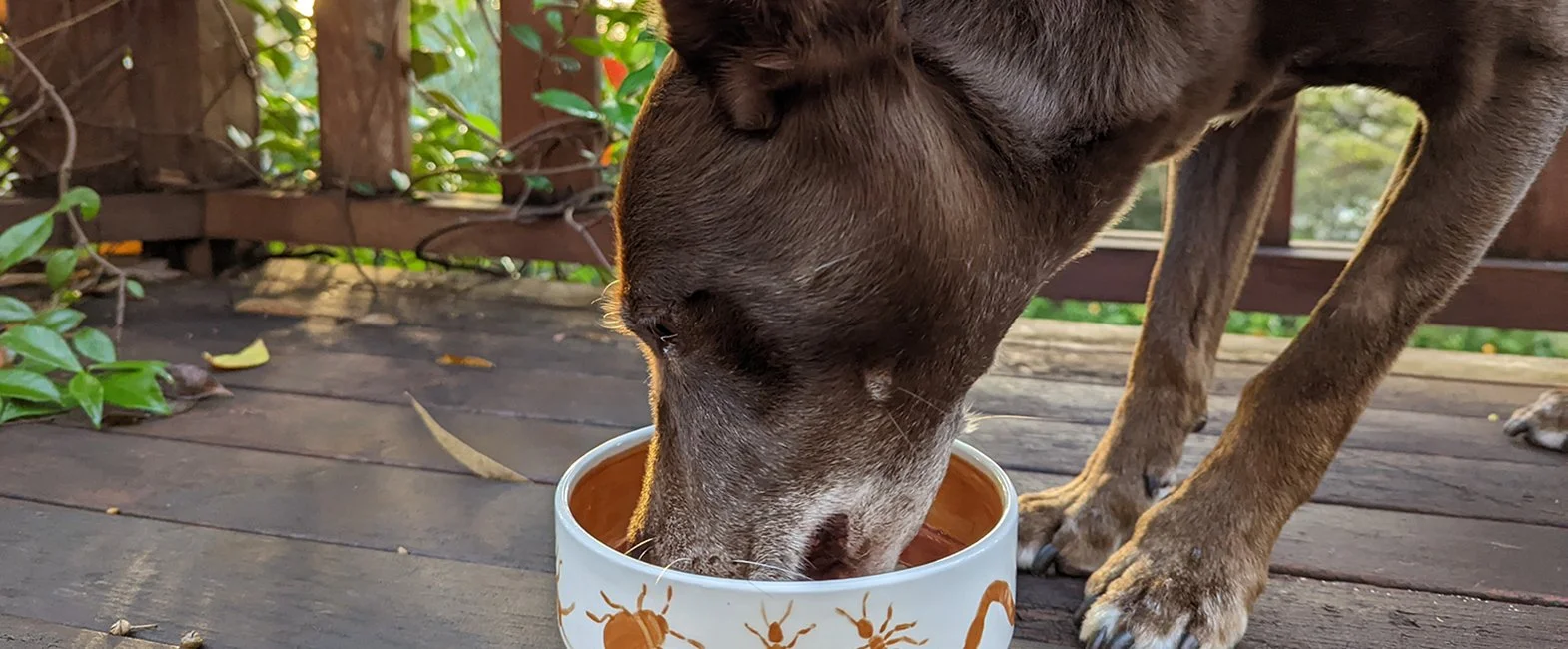 BSF-fat shown to boost cat and dog nutrition