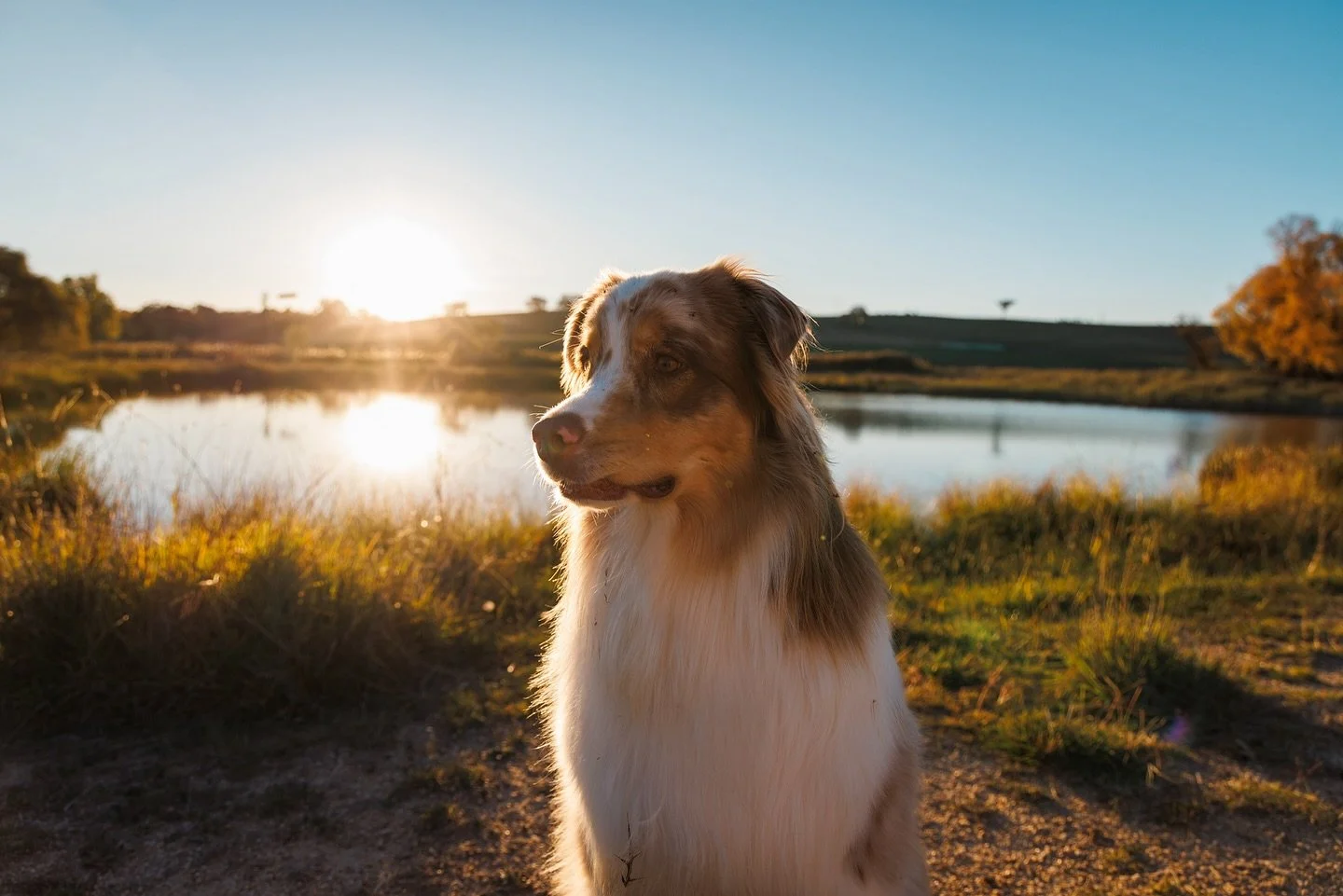 Here at REST @boxgrovebathurst we know how important a travel with man/ladies best friend is! 

That&rsquo;s why 2 of our studios are pet friendly! 
Our resident doggo of course loves to visit guests as well 😆 IYKYK

We are of course a farm with oth
