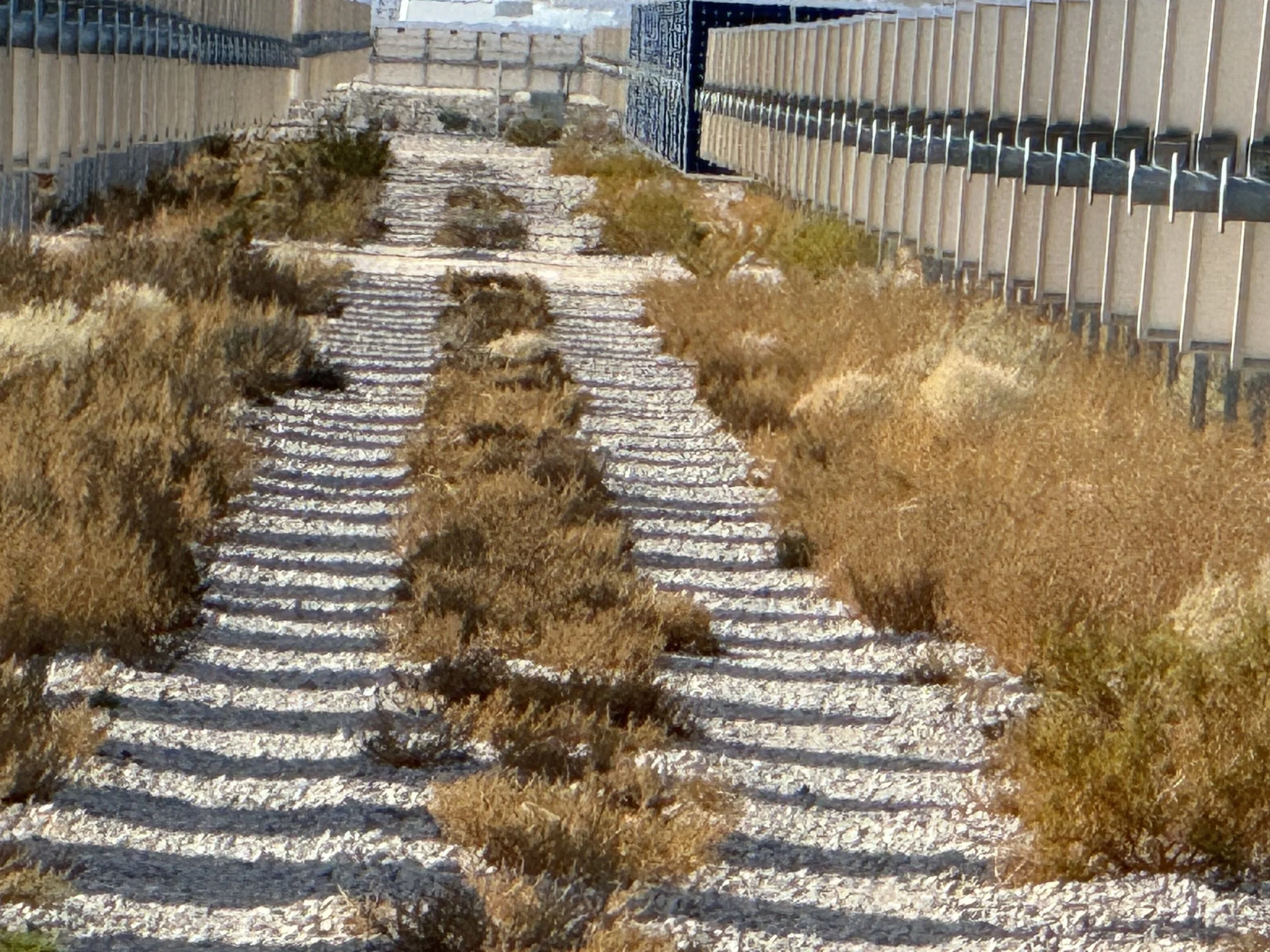 weeds overgrown on a solar farm