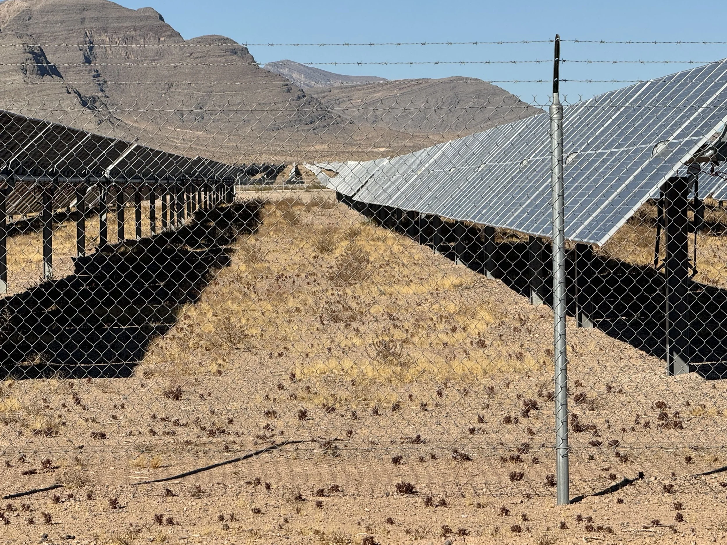 solar farm with weeds growing