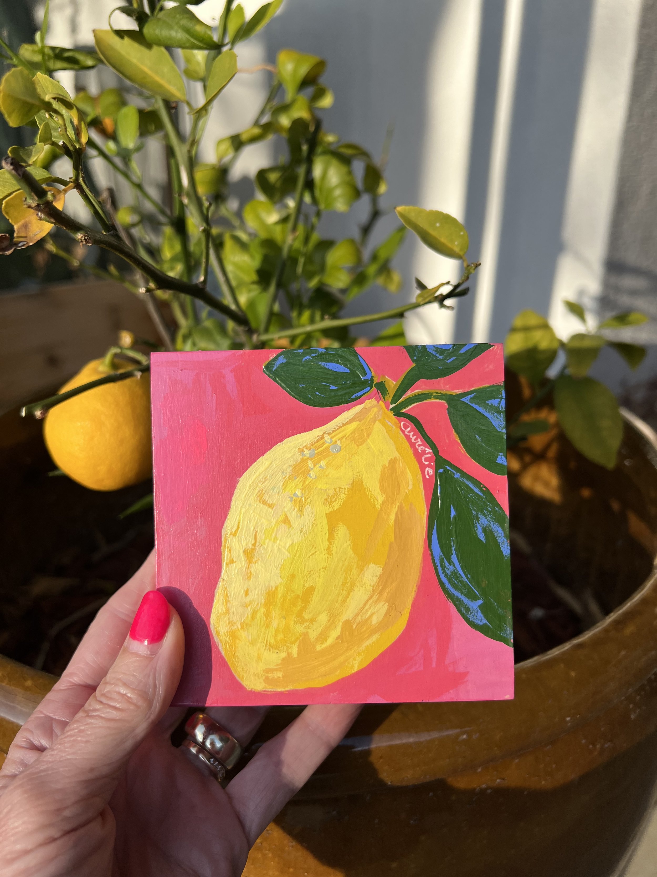 Single lemon on pink background, food waste resistance, piece de la resistance, lemon fruit