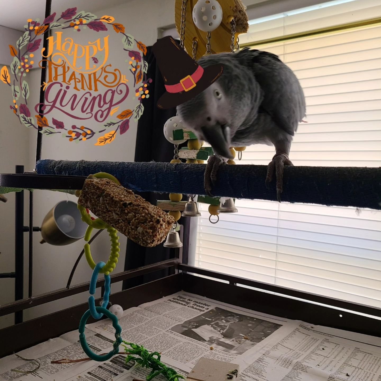 Happy Thanksgiving 🦃

Don't mistake me for the turkey! I'm just a pretty grey bird with a red tail. 😊

Having my yummy Thanksgiving treat ❤️❤️

#thanksgiving #thankful #treat #africangreyparrot #cutebirds #thanksgivingdinner #africangreyparrot