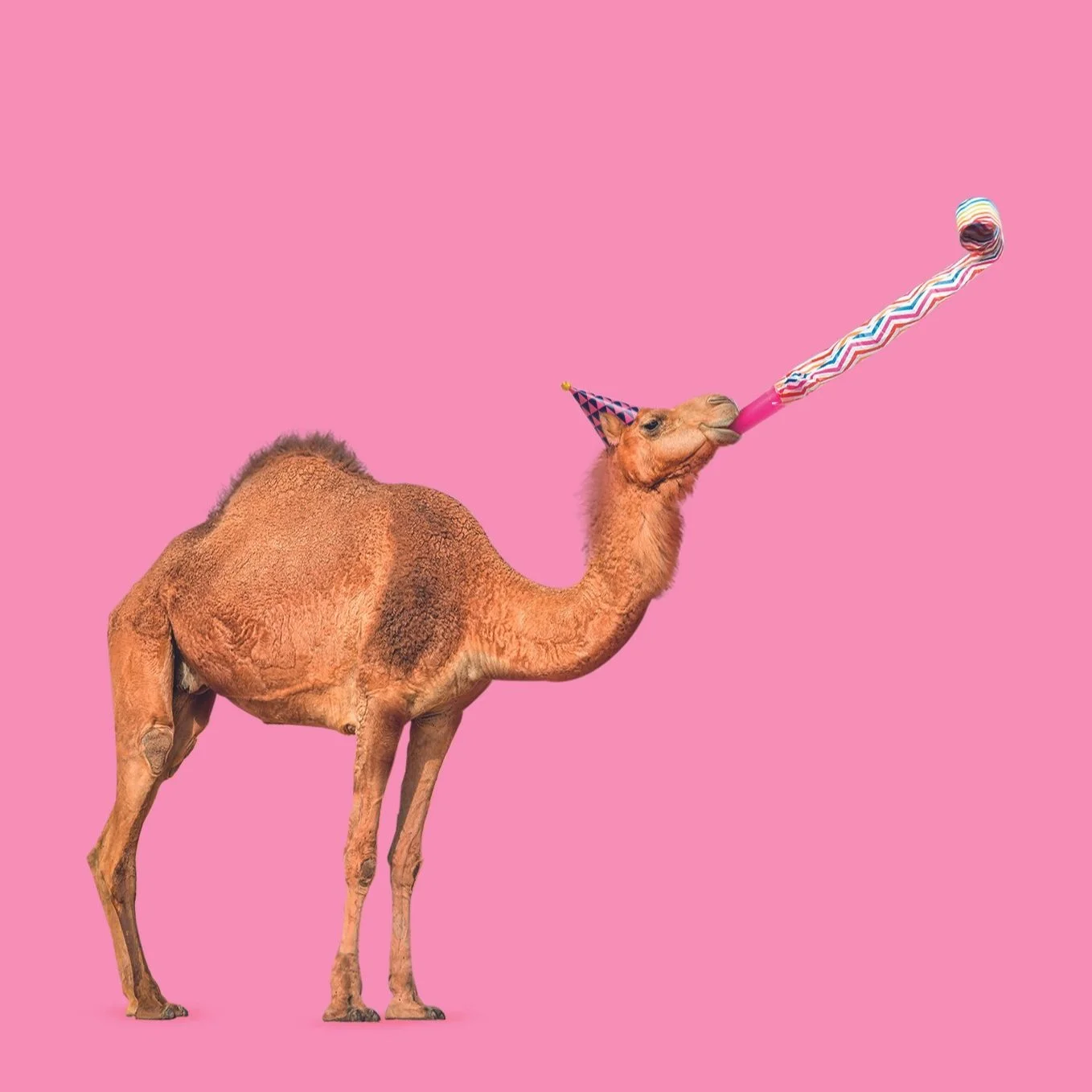 Birthday Camel Pink - Laura Lapeby