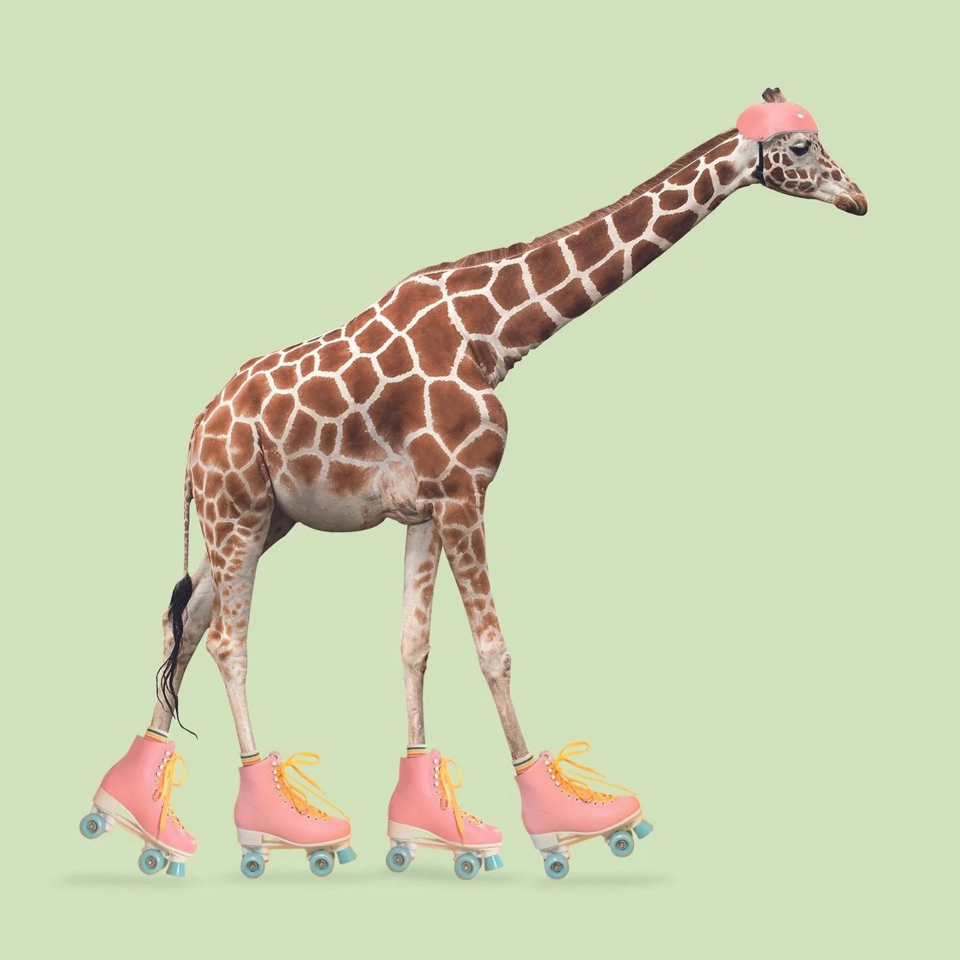 Skating giraffe with a helmet Laura Lapeby