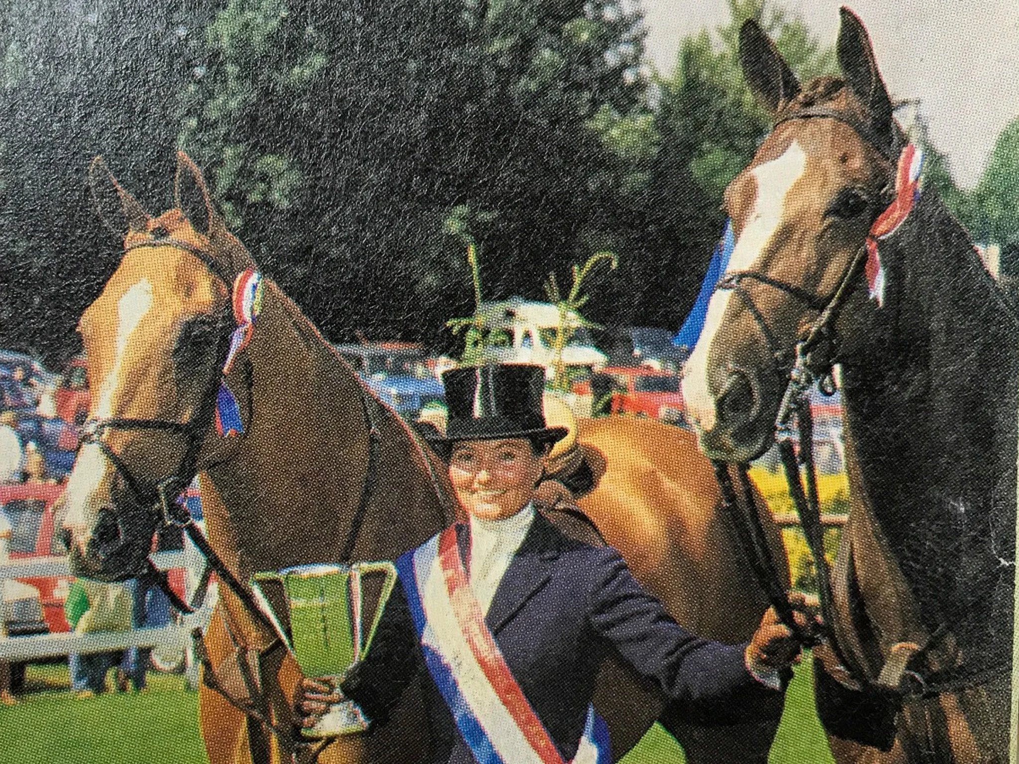 showjumpers for sale