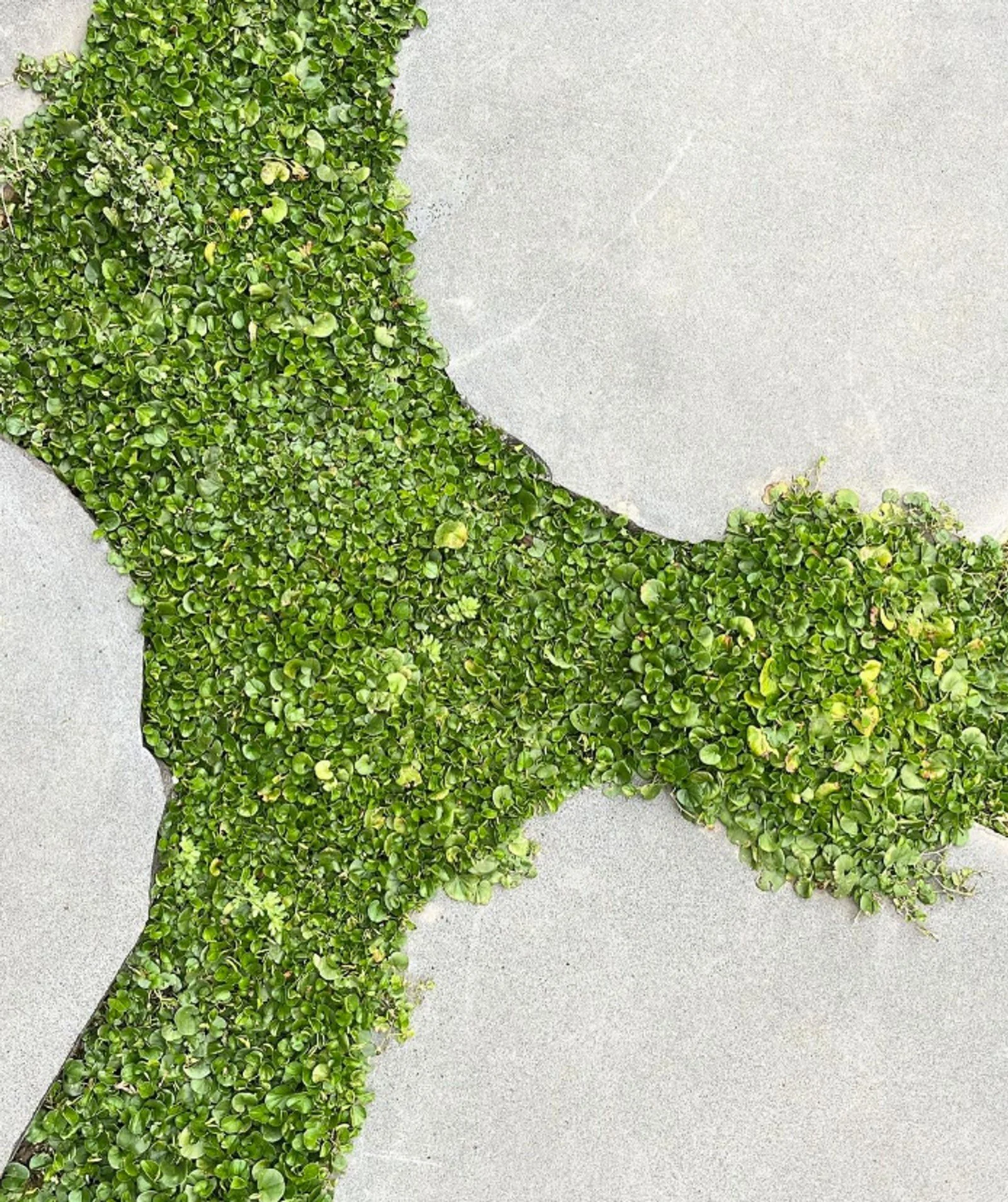 bluestone Steppers 6.jpg