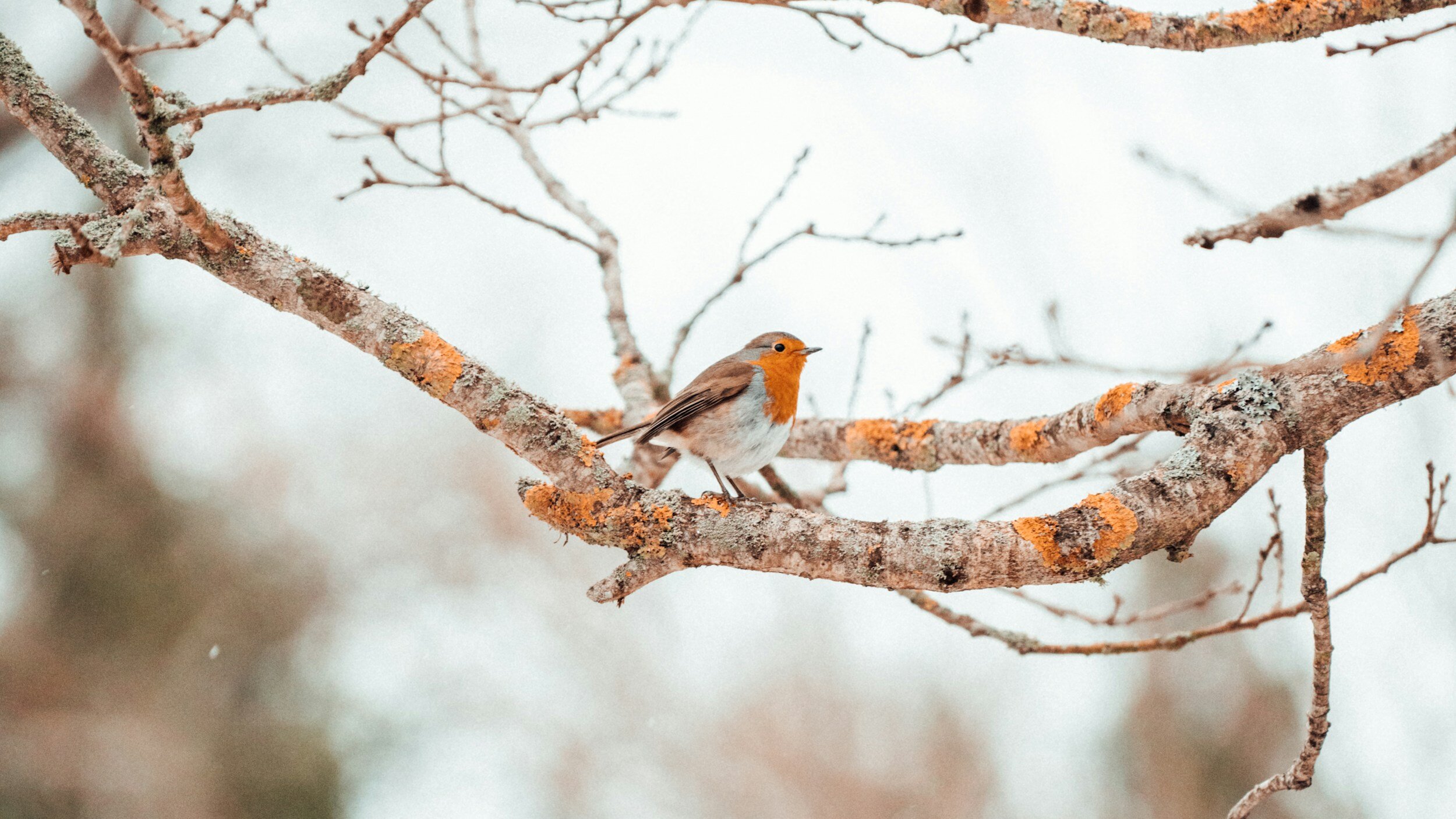 Winter is blue without you….
