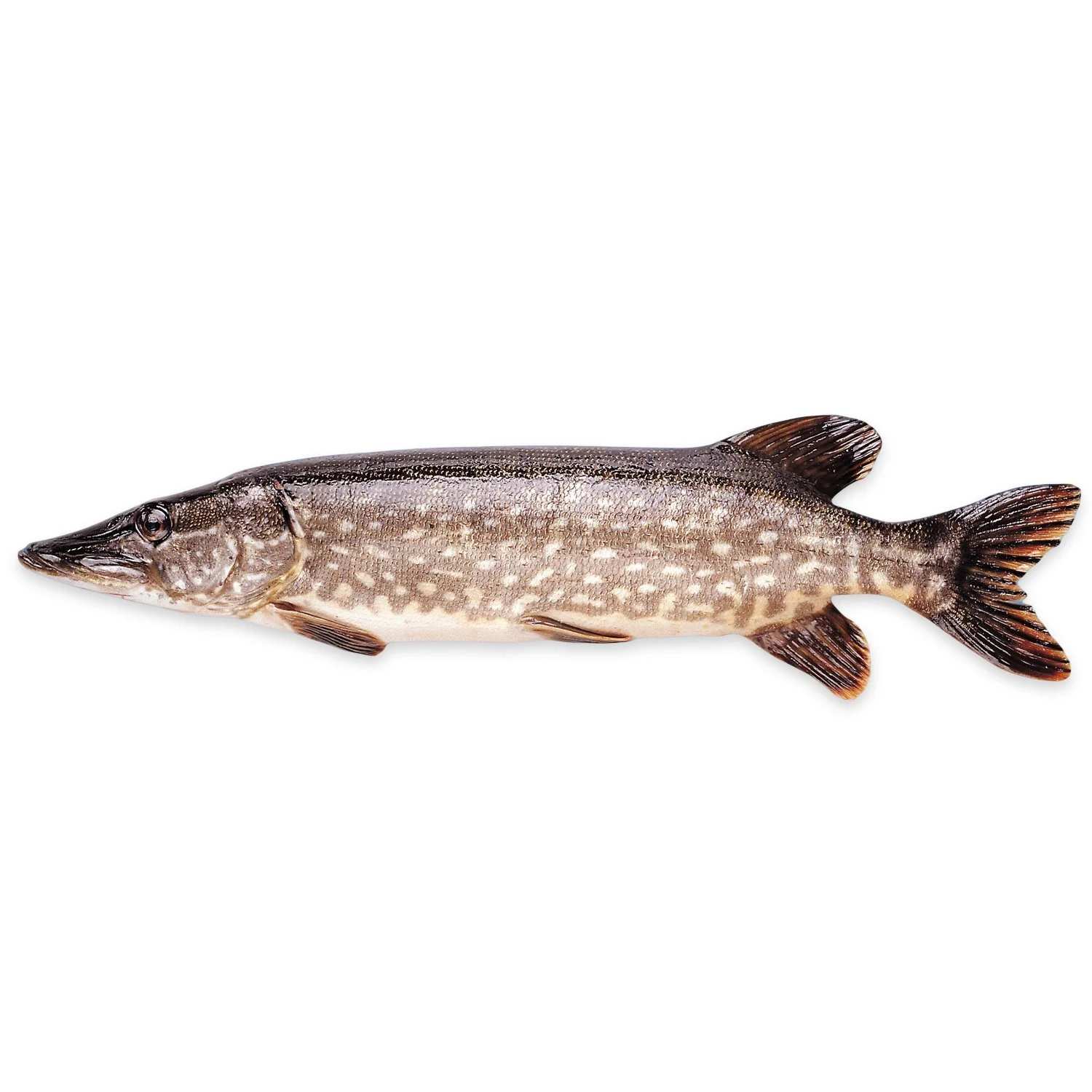 hauki-kokonainen-n-1-5-kg-pnm-chipsters