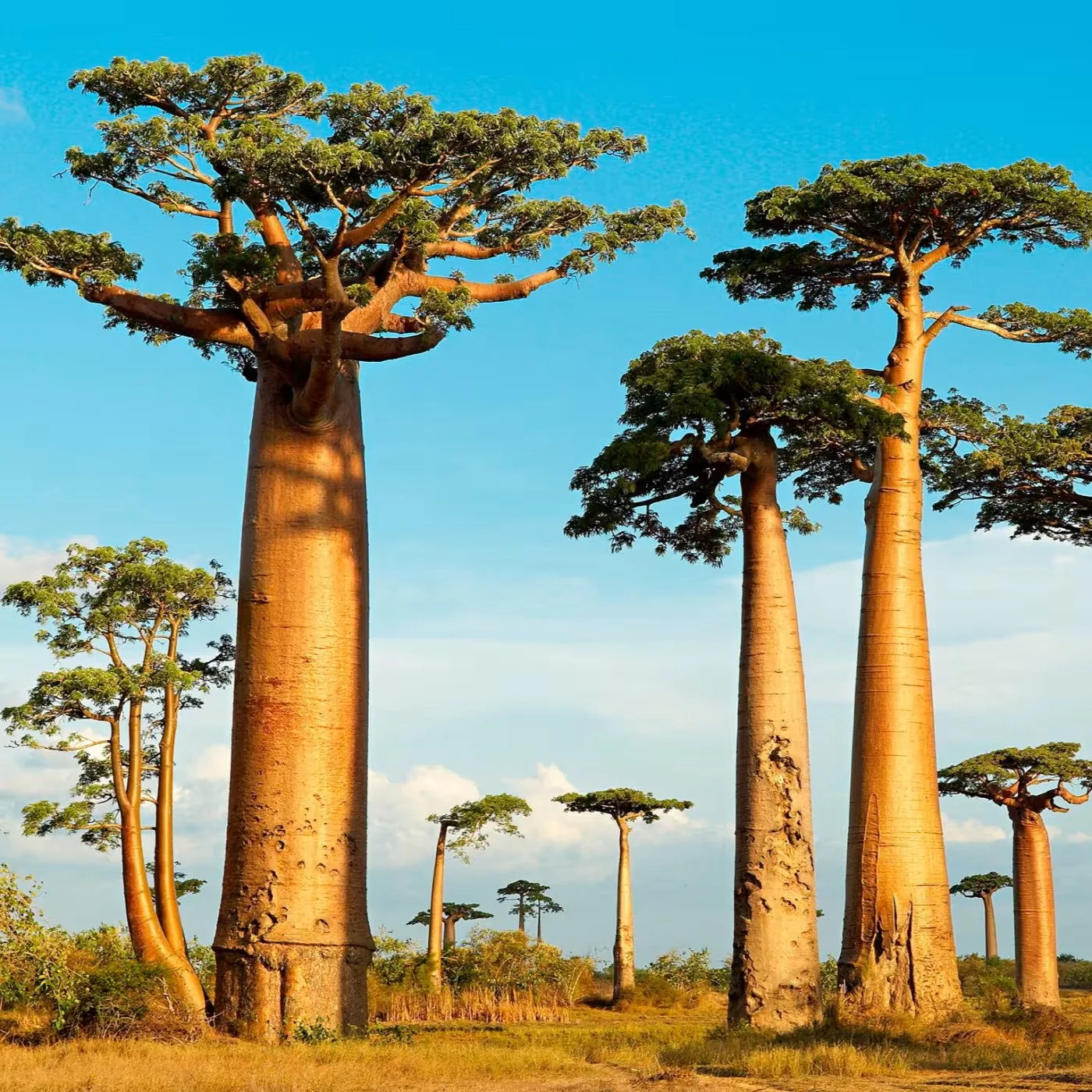 Tall baobab trees in a grassy landscape under a blue sky.