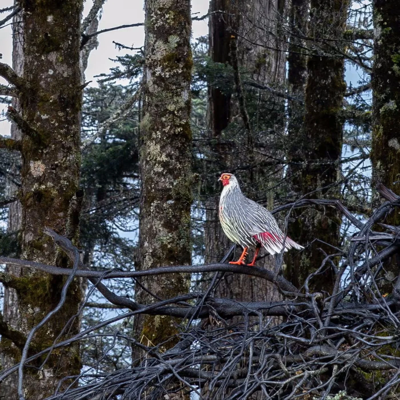 A bird with gray and white striped feathers, red legs, and a red patch on its face, standing on a branch in a forest with tall trees and tangled branches.
