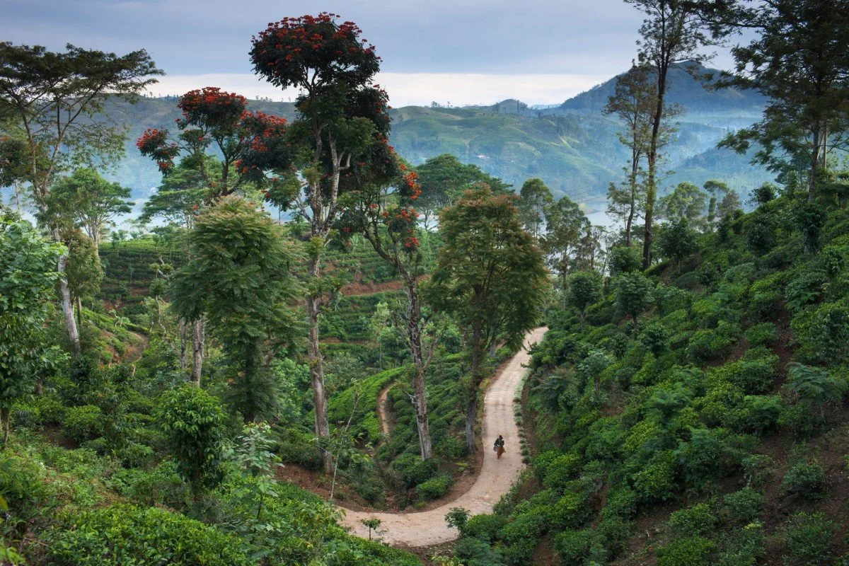 A winding dirt road through lush green forested hills, with a person riding a motorbike on the road, tall trees with red flowers, and distant mountains under a cloudy sky.