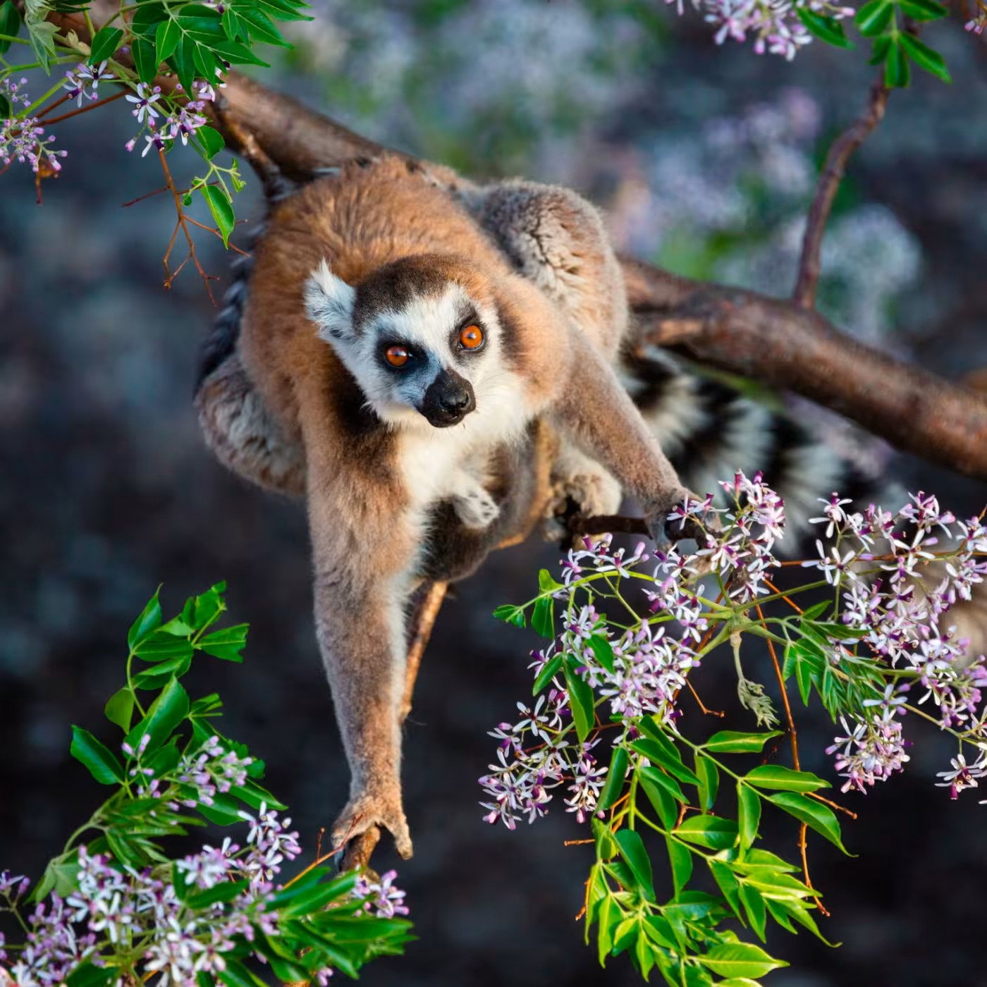 A lemur with orange eyes and brown, black, and white fur perched on a tree branch surrounded by green leaves and purple flowers.