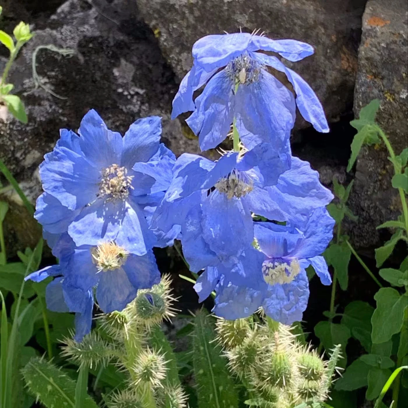 Cluster of blue flowers with ruffled petals and spiky green buds growing near rocks and green foliage.