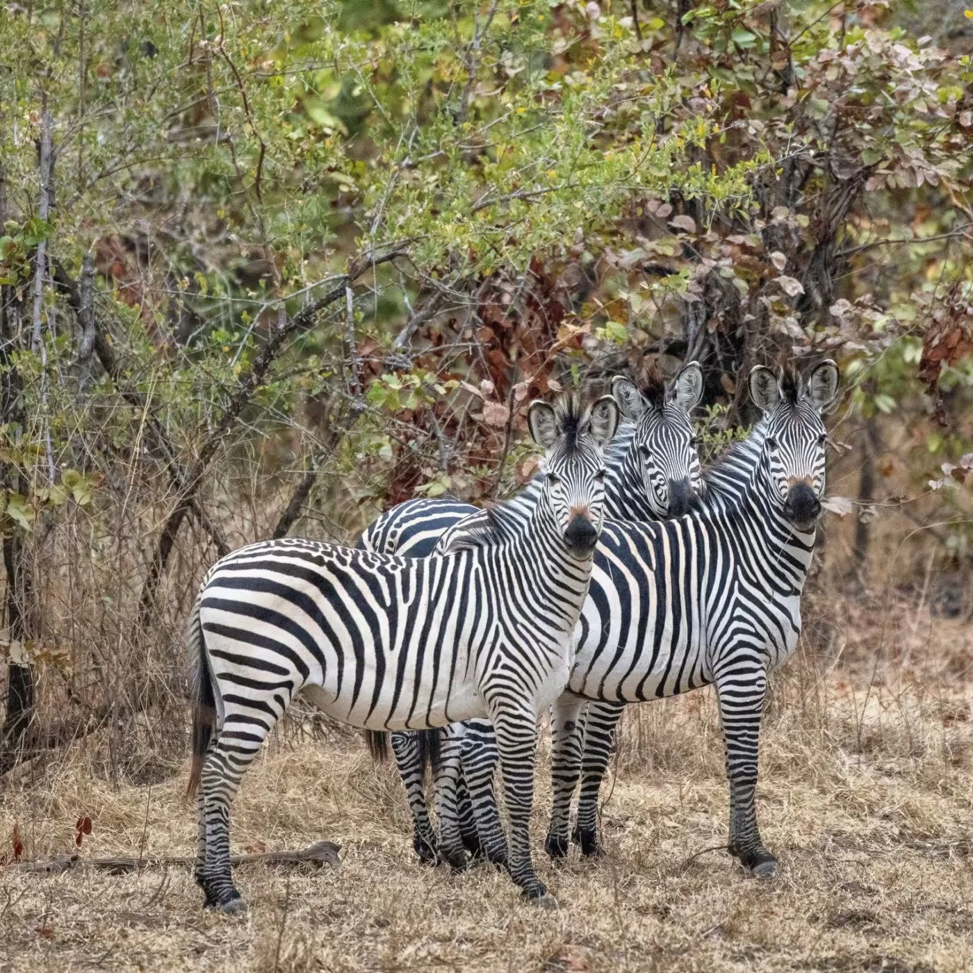 Three zebras standing on dry grass in front of bushes