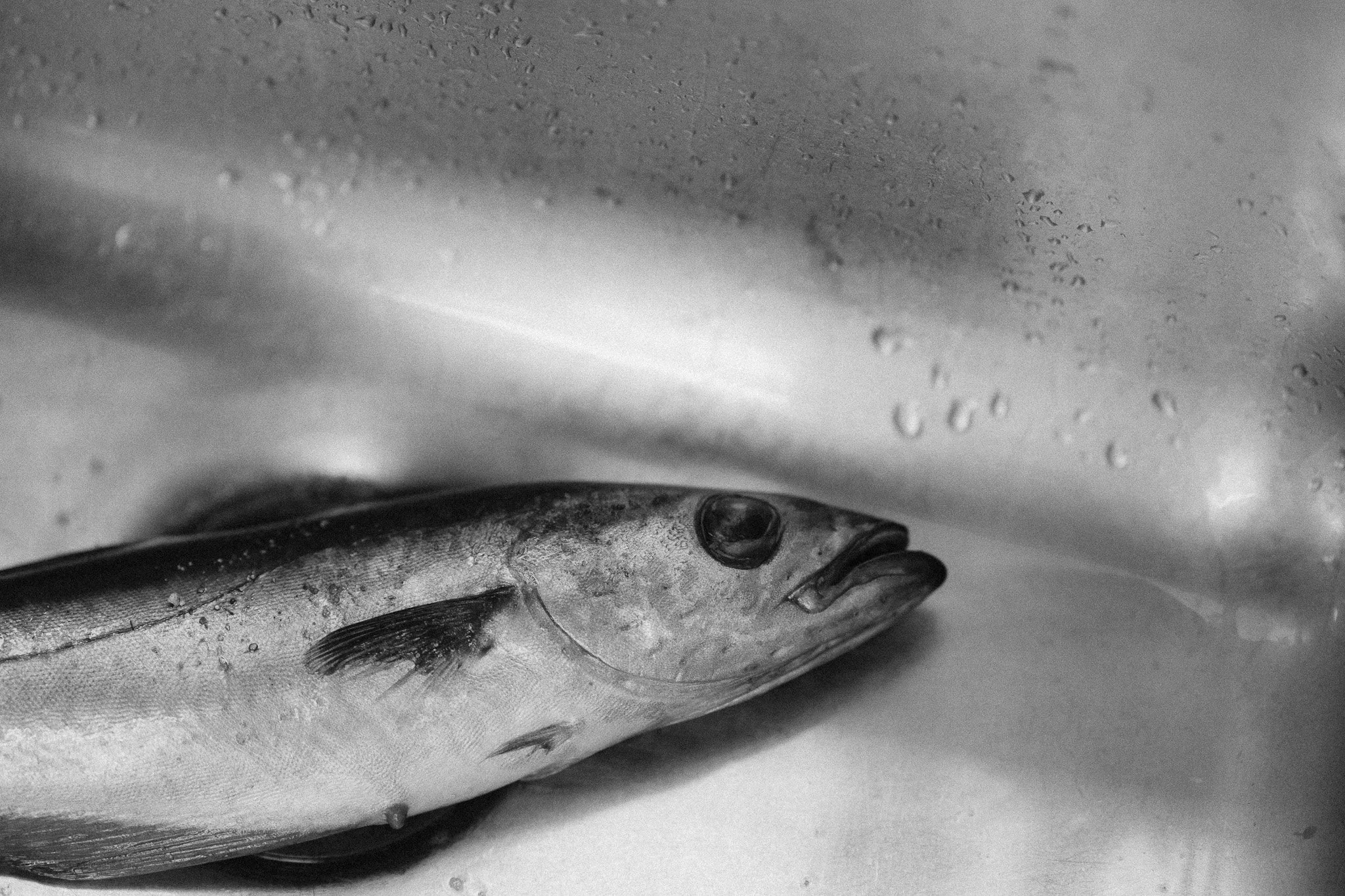 Tom Hannigan.Dead in the Sink.2026.Pigment Print.unknown.jpg.jpg