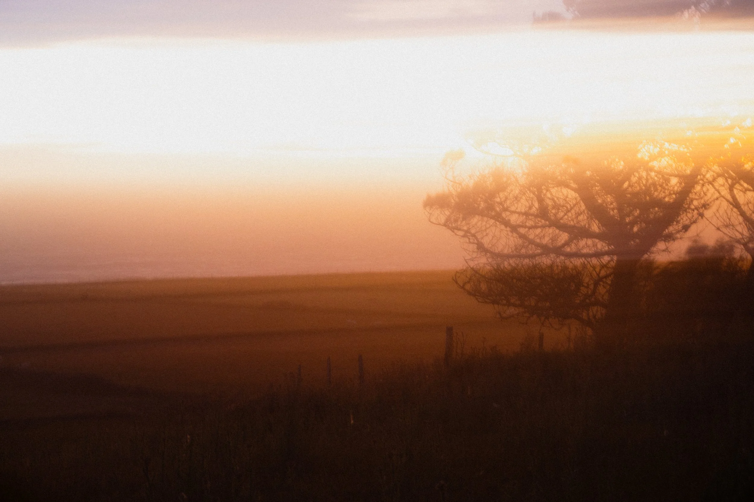 Bardsey Island - Long Exposure Tree