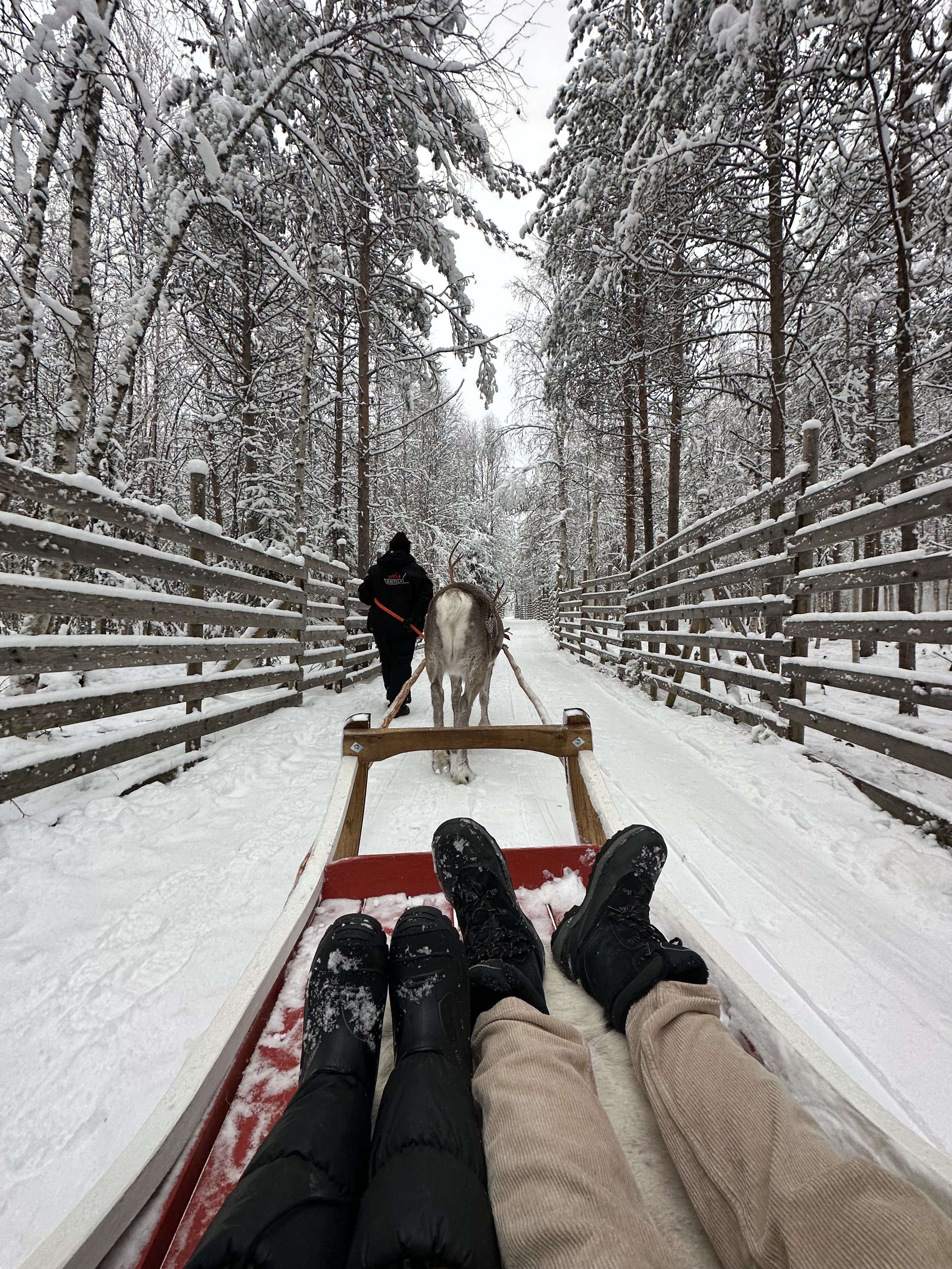  Reindeer sleigh ride in Rovaniemi Lapland 