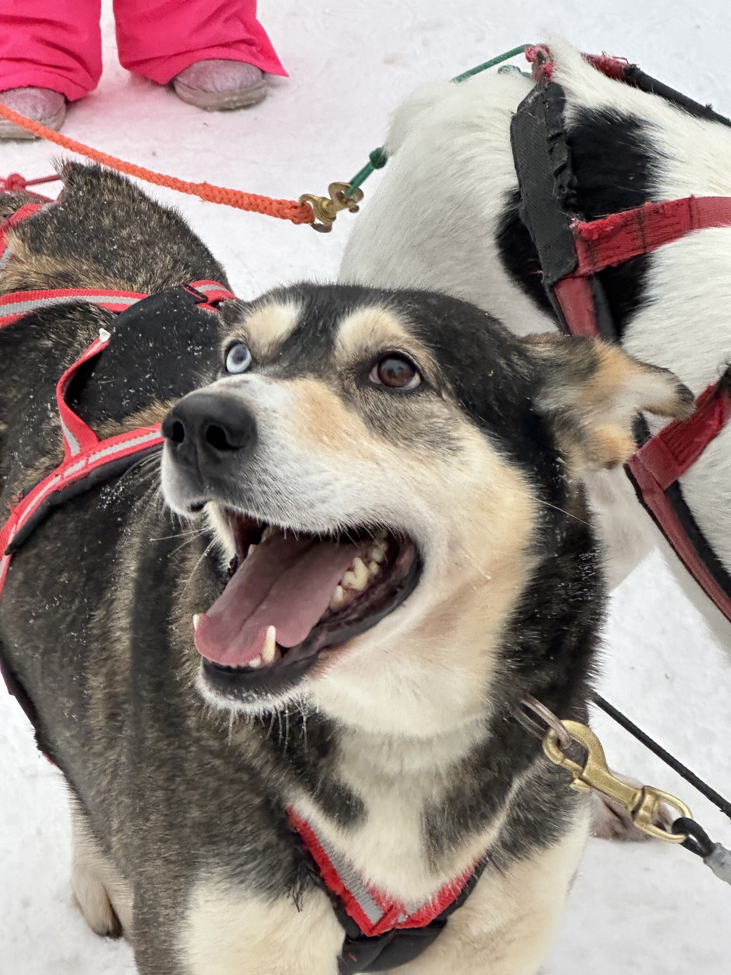 husky ride in the snow in rovaniemi lapland 
