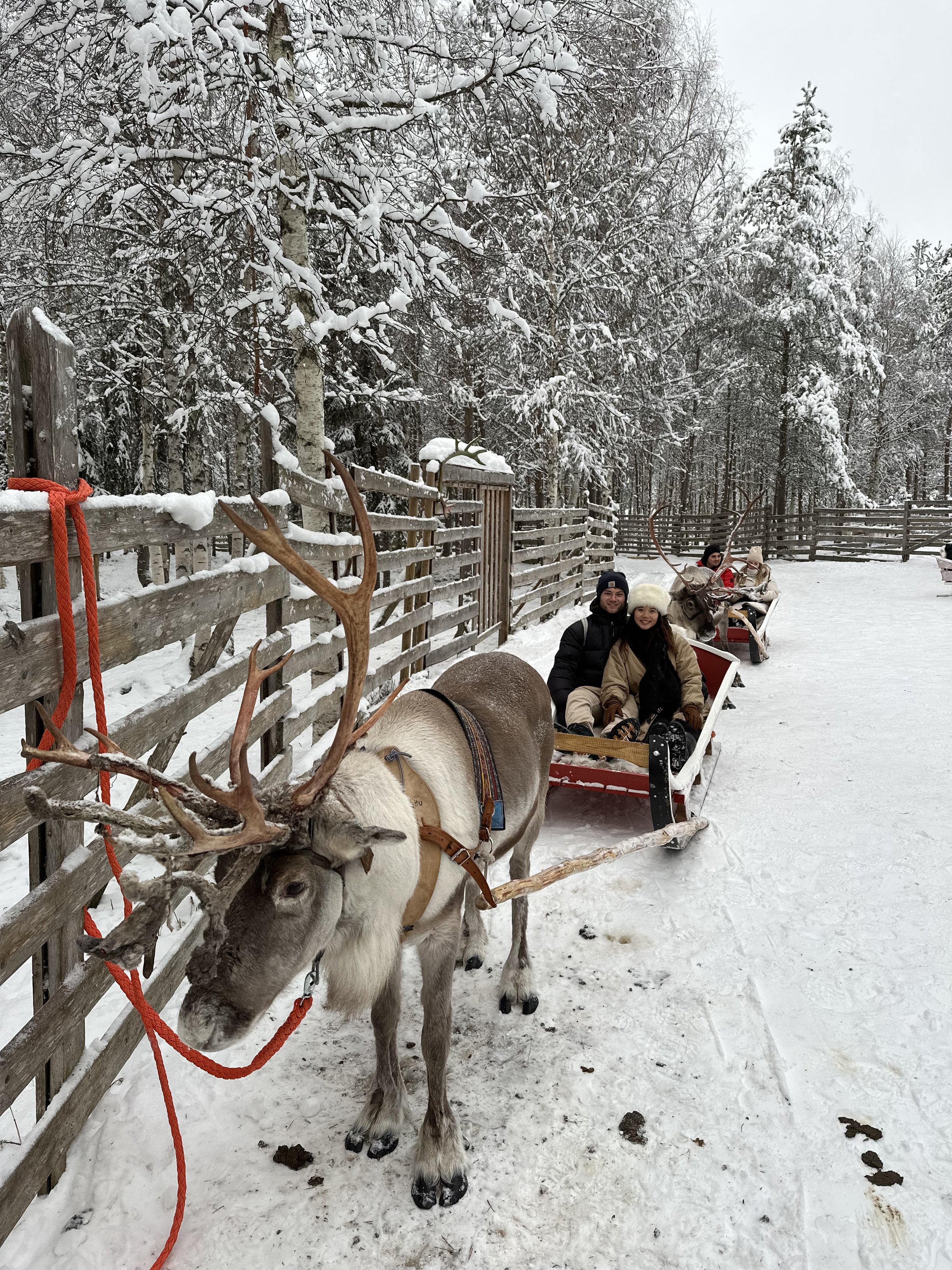  reindeer sleigh ride in the snow in Rovaniemi lapland   