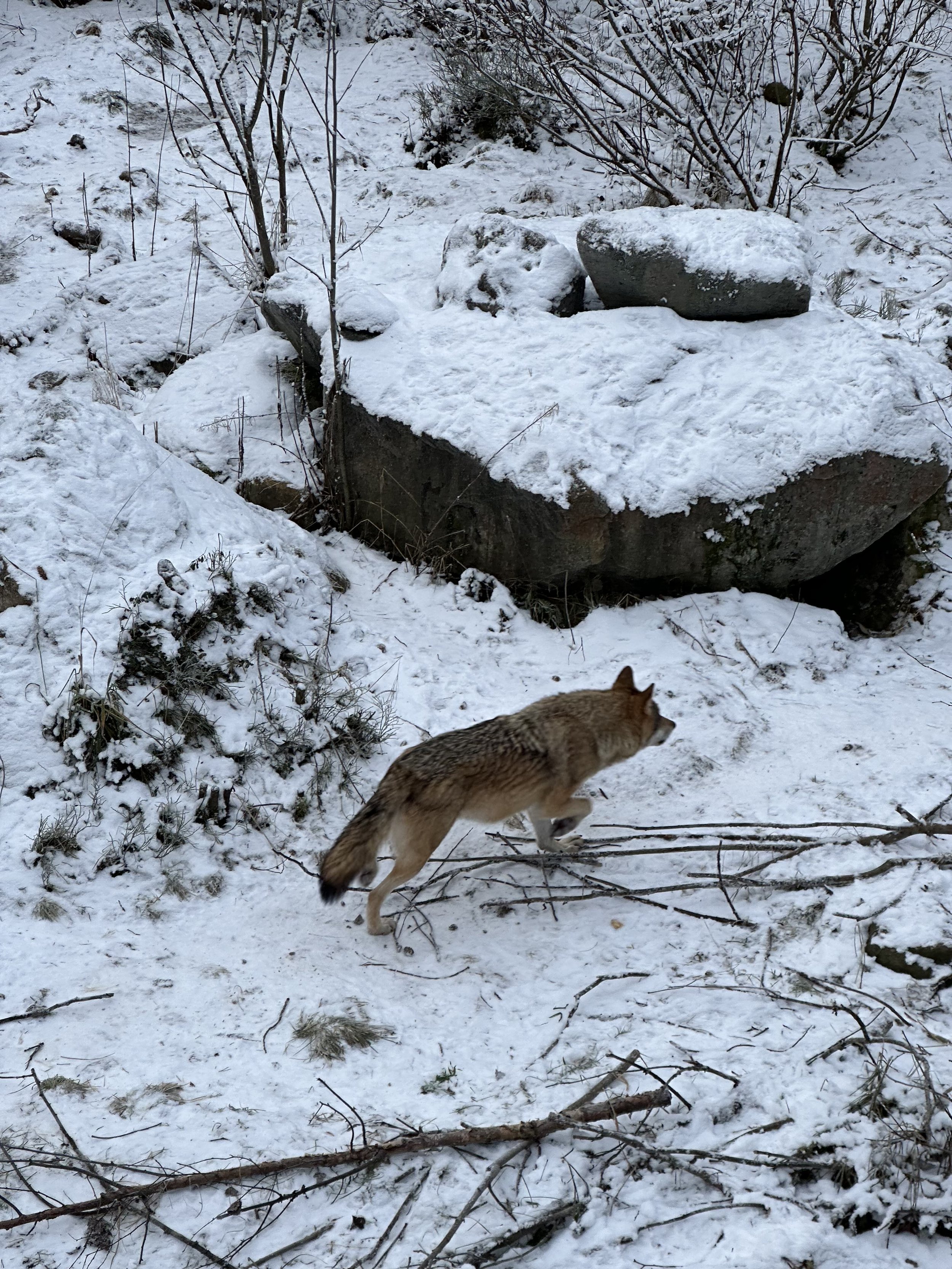  fox at Ranua Wildlife Park in Rovaniemi Lapland 