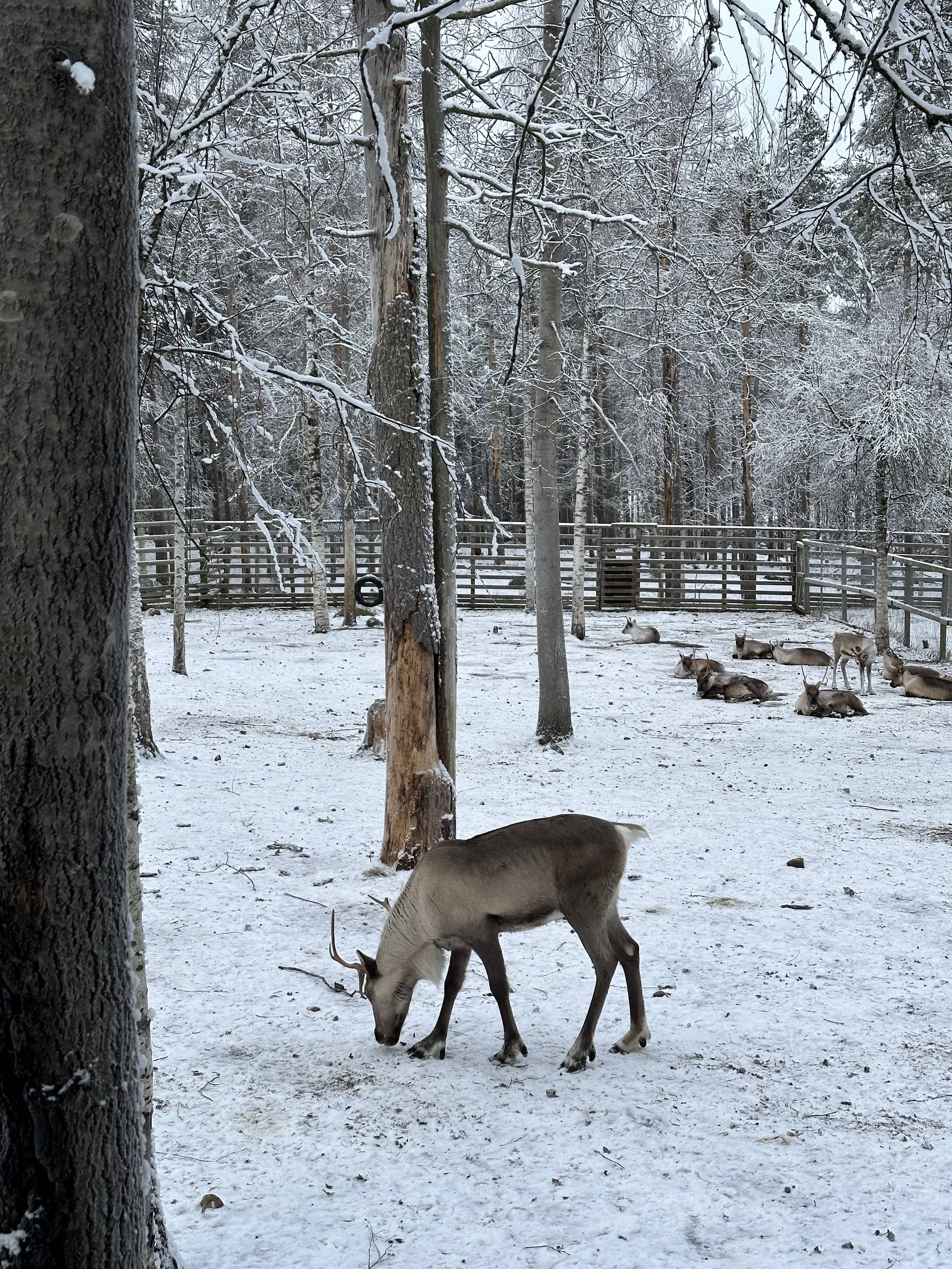 reindeer at Ranua Wildlife Park in Rovaniemi Lapland 