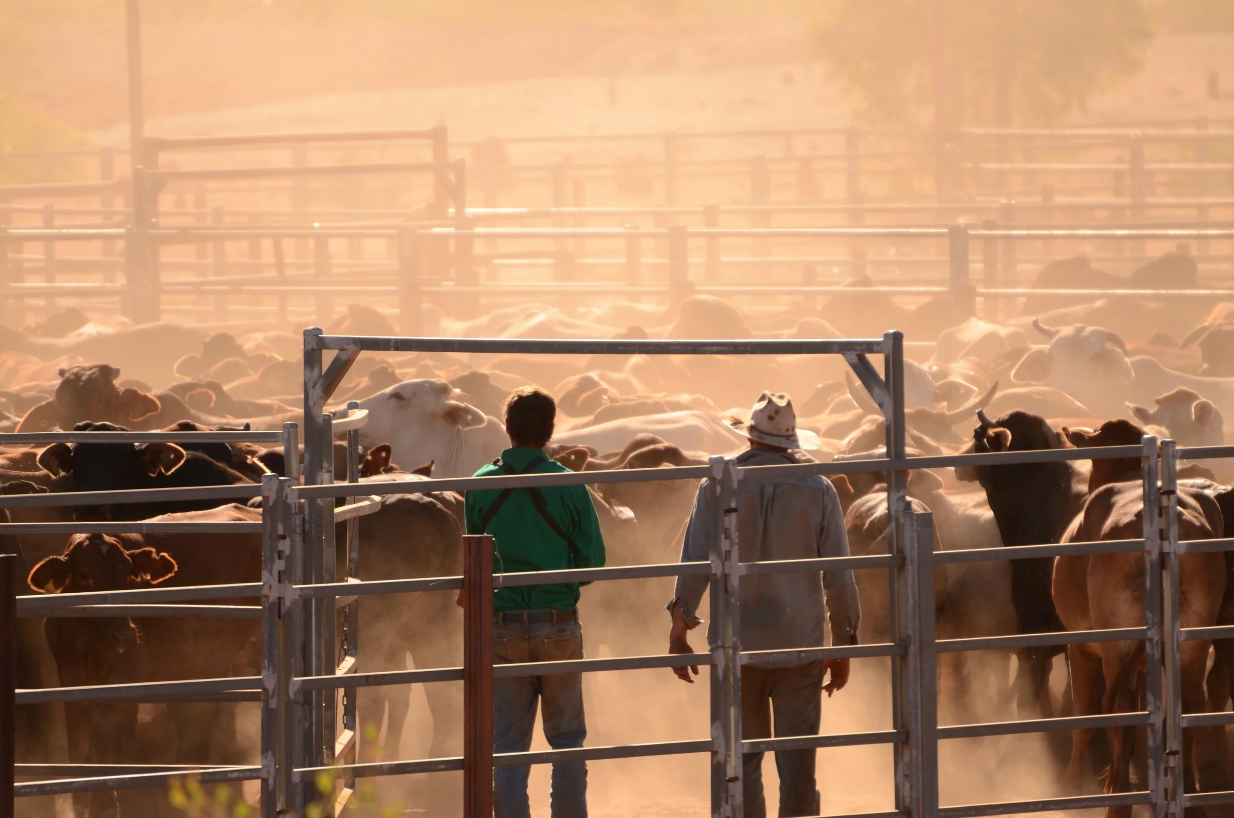 2015-6.5 I fell in love with a cowboy.JPG