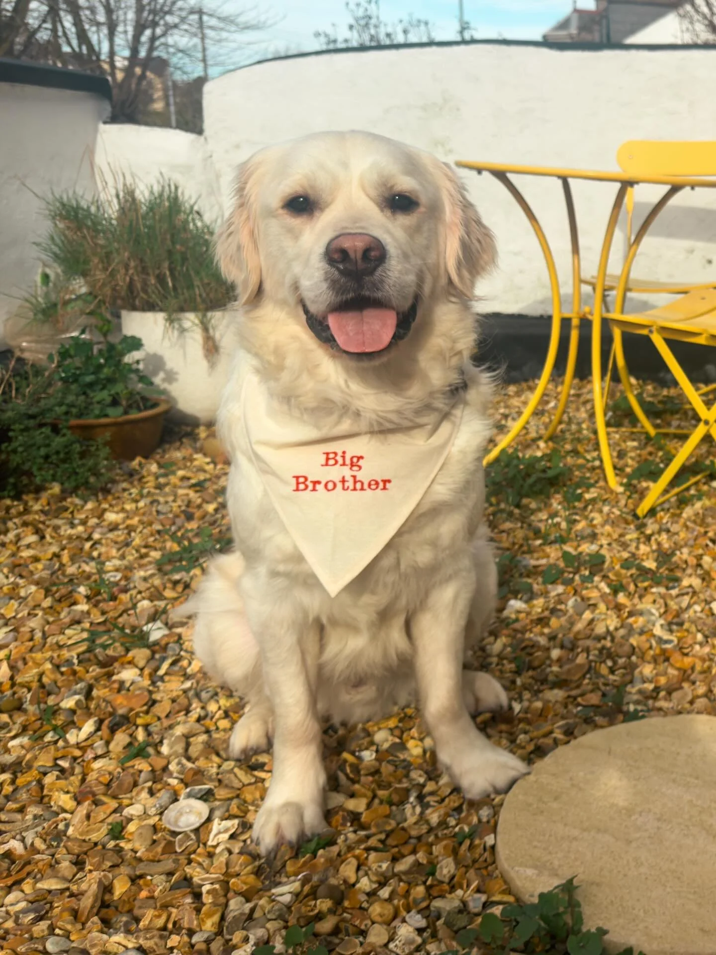 🐾 Huge news - we&rsquo;ve adopted a failed Guide Dog! Say hello to Breeze (otherwise known as Brie Larson, Easy Breezy, Febreze etc). 

Failed is a strong word, she&rsquo;s been lovingly looked after and trained for the last year and a half, but at 