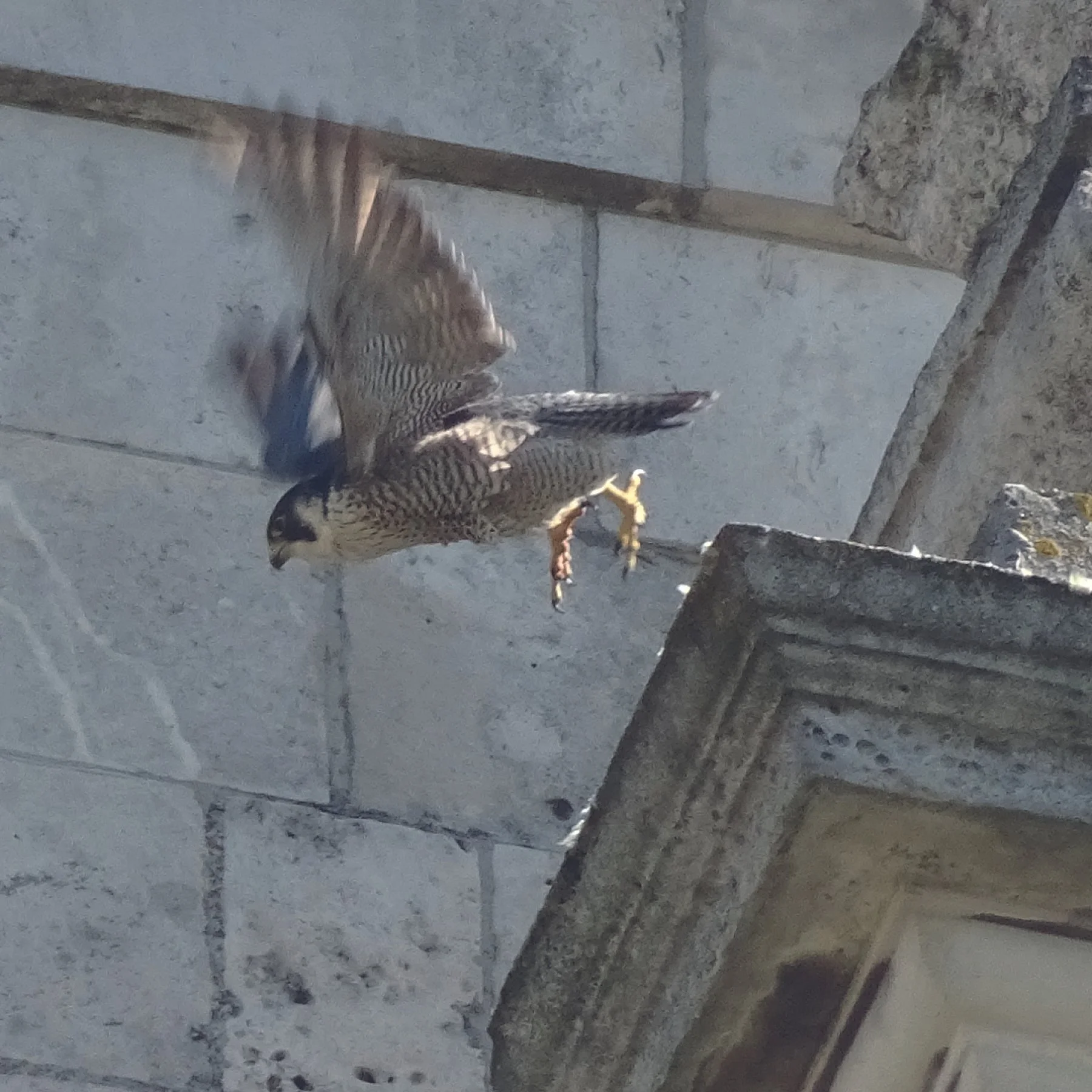 h300-hawk-2-SQUARE.jpg