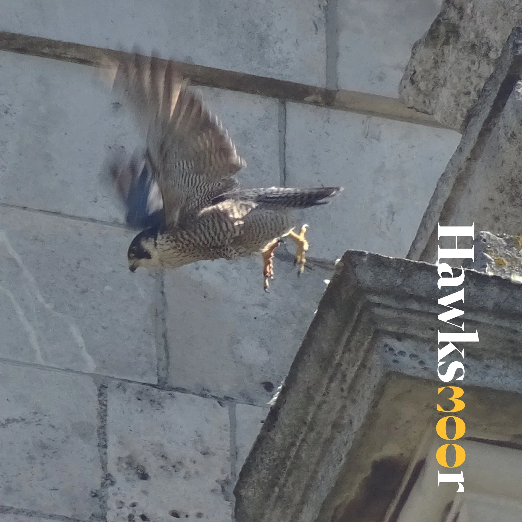 h300-hawk-SQUARE.jpg