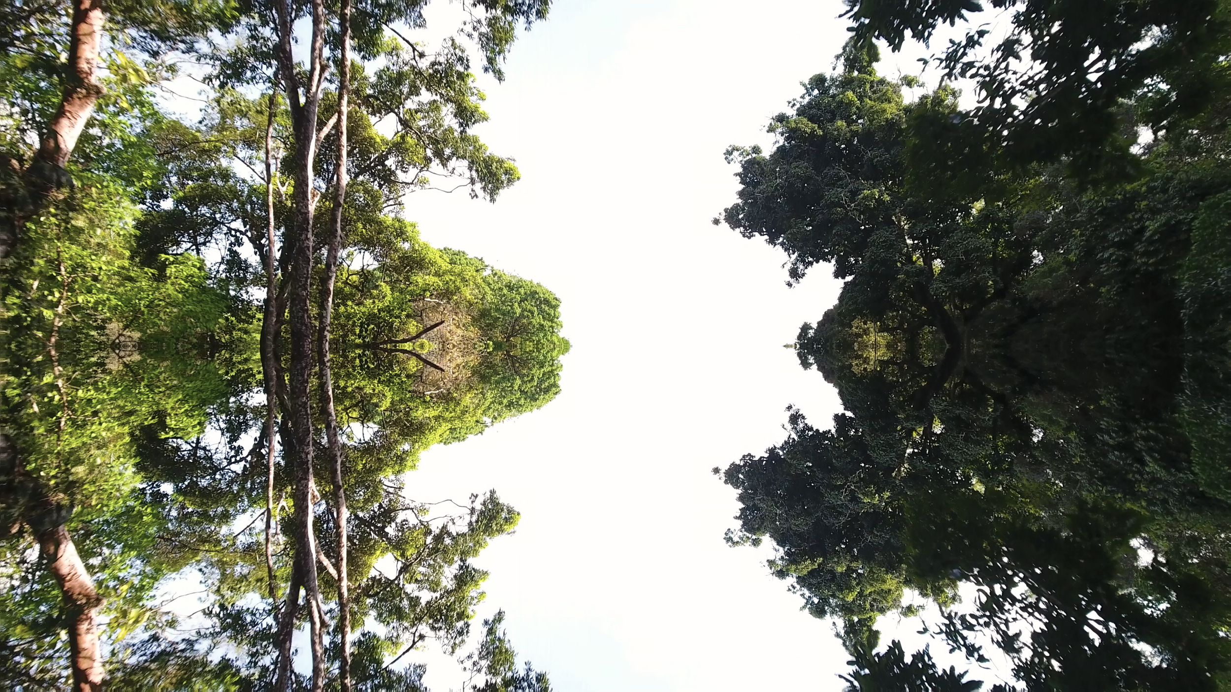 View of trees and foliage in a wooded area with a bright sky above.