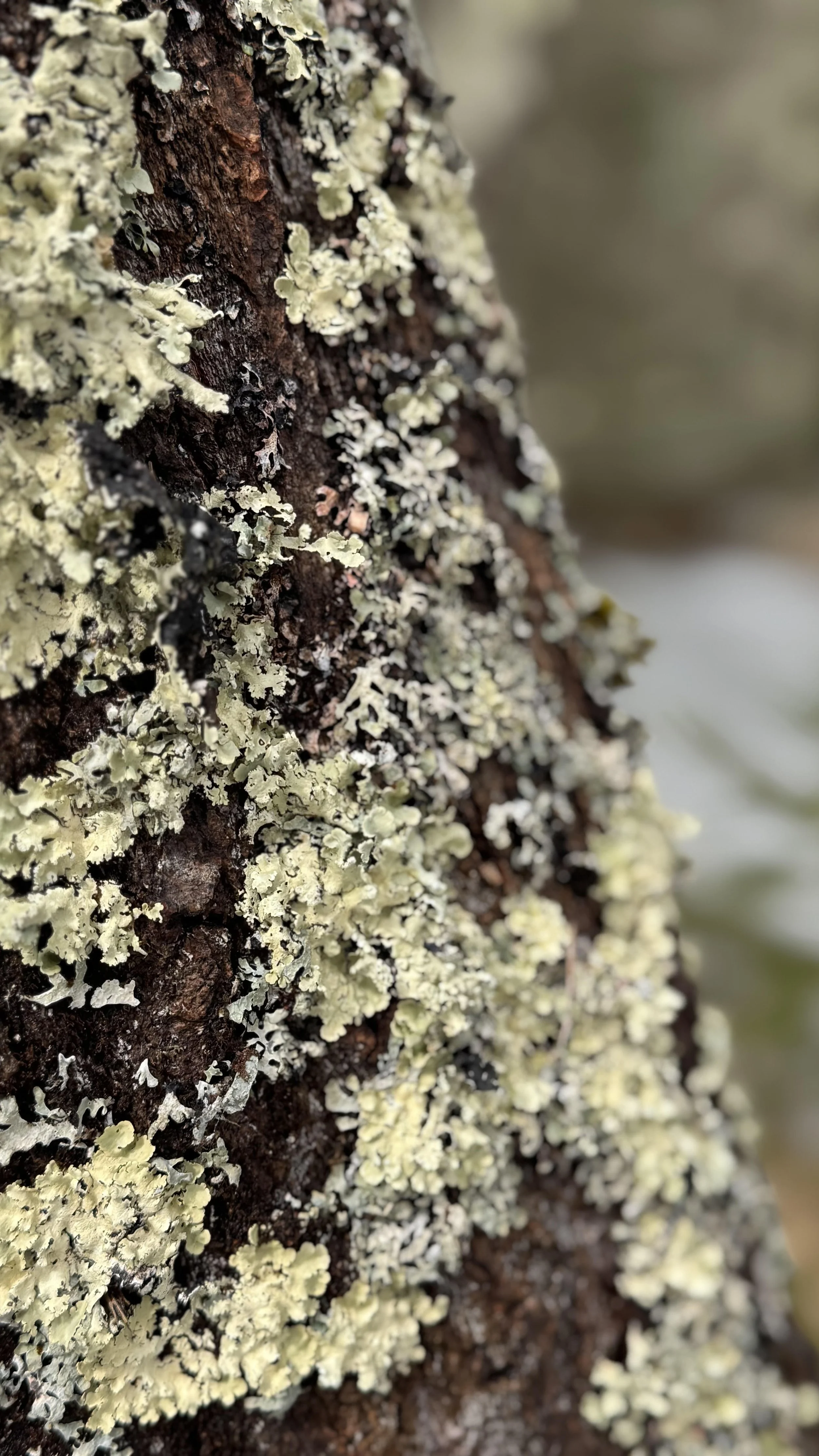 lichen