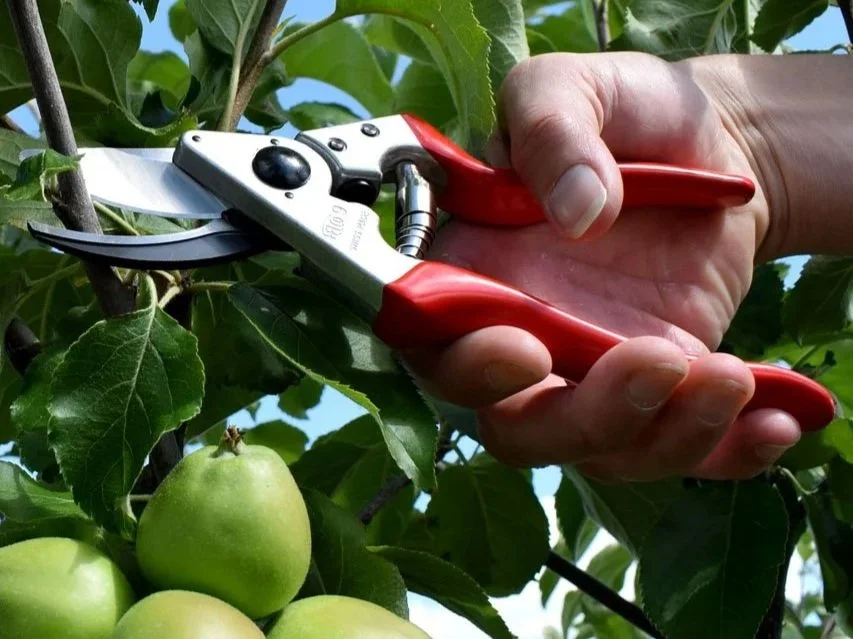 Fruit Tree Pruning with Karl Erickson