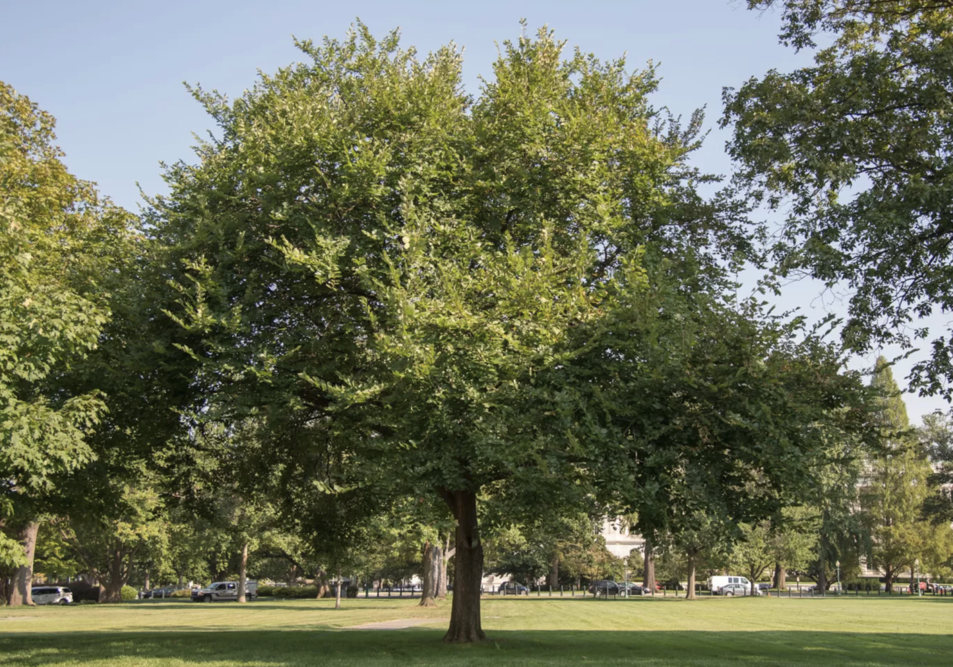 Barre Liberty Elms Dedications