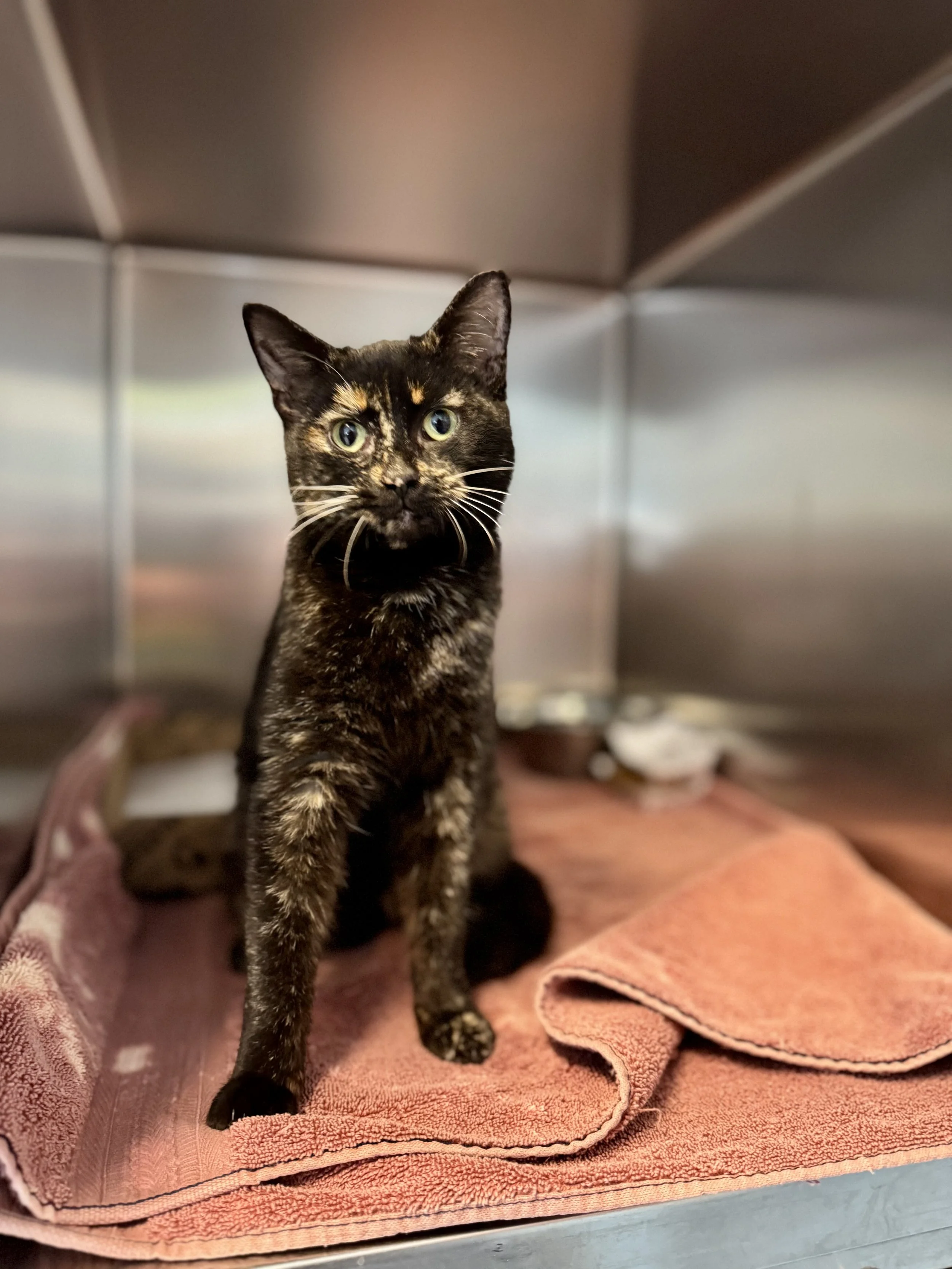 Lil Debbie- Sponsorship