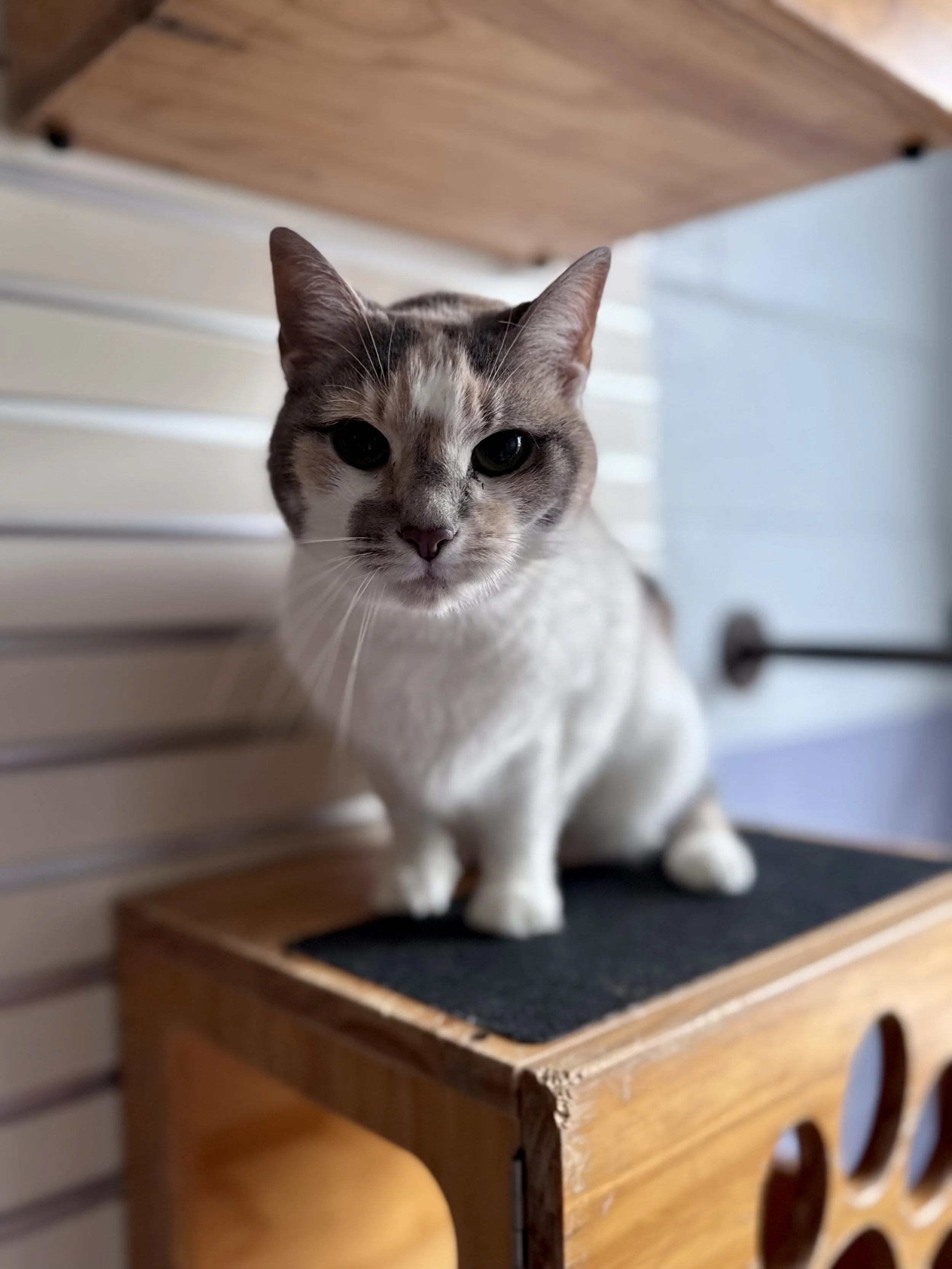 Rainbow Sparkles.jpeg