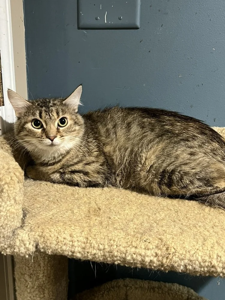 Savanah- Sponsorship