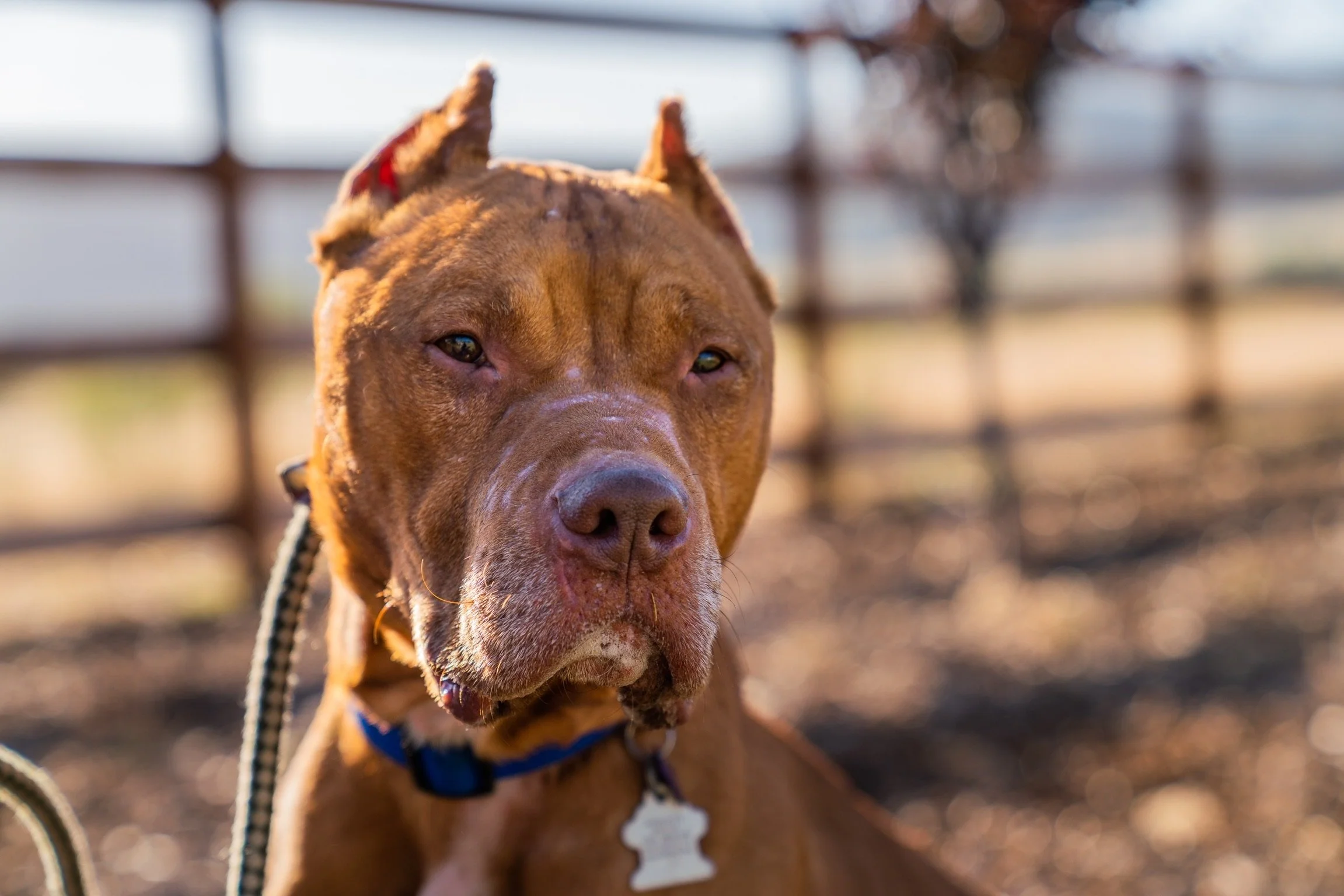 Pawsitive Change featured on The Dog Whisperer. (click on image to read)