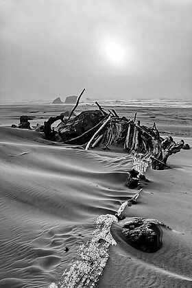 1ST PLACE, PHOTOGRAPHY AND DIGITAL Thomas Knapp
"The Skeleton" Photography 48"x32" $3000
Mother Nature used her unique skills to create the appearance of a whale skeleton comprised of pieces of driftwood along a windswept beach.