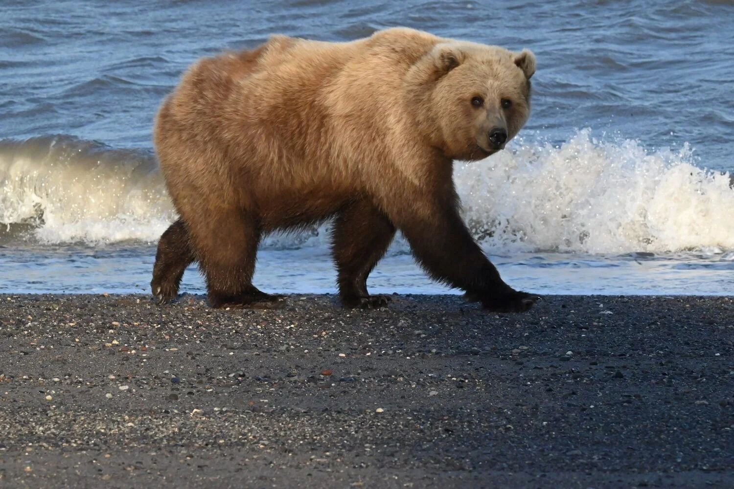 Gaylene Frances Chartier "Evening Stroll" 
Photography
11x17
$300
Artwork Description
Photography. An evening stroll along the Cook Inlet at Lake Clark, Alaska. Stunning coastal brown bear backlit from never setting sun.