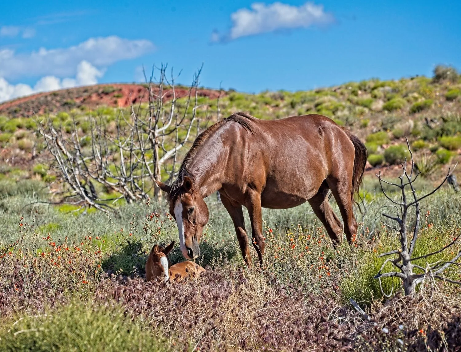 "Wild Mare and Foal" by Thomas Knapp
24 x 36 Photography
$850
EMAIL:  tuknapp@gmail.com 