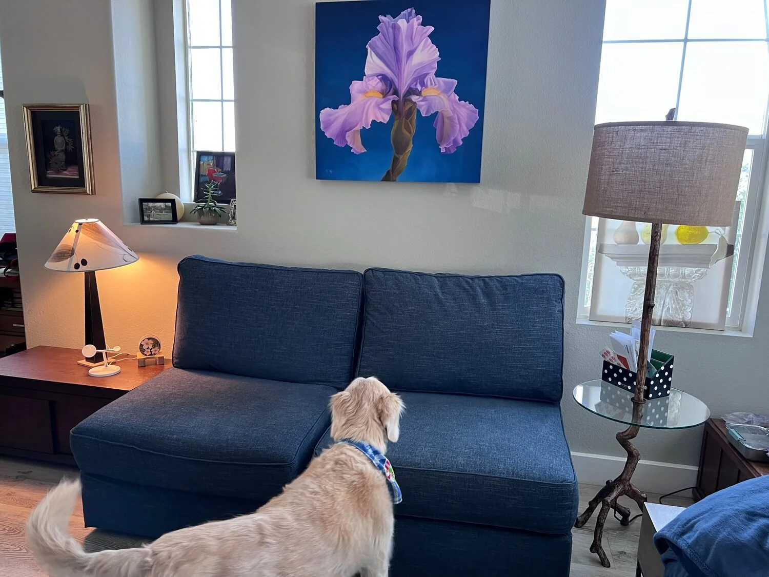 "Fan Boy" by Margie L Murray
11 x 14 Photography
$500

My dog looking at one of my paintings