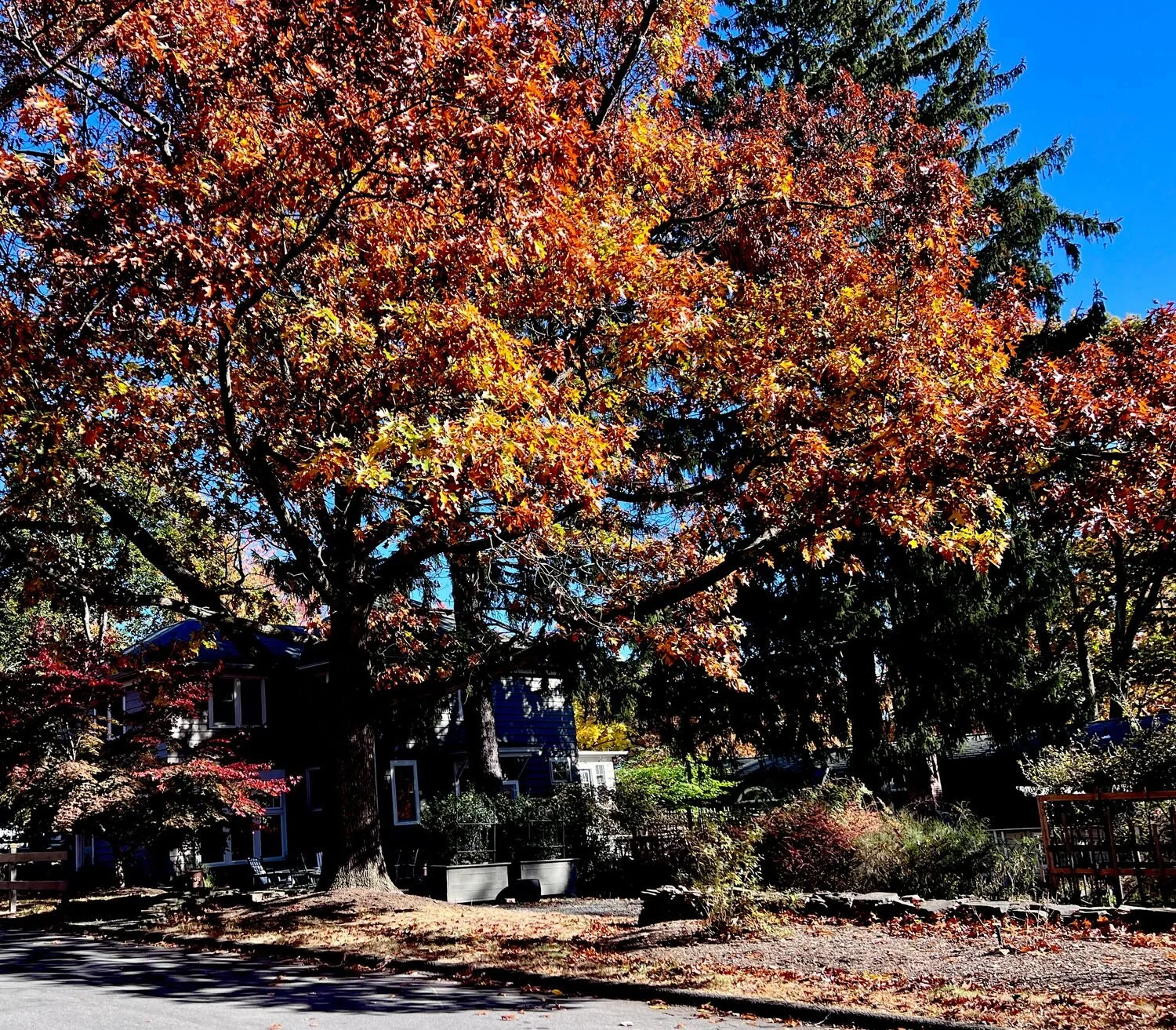 "Fall in Nyack" by Margie L Murray

11 x 14 Photography

$450

My love of the beautiful trees and falling leaves inspired me to paint and take photographs when visiting the East Coast.
