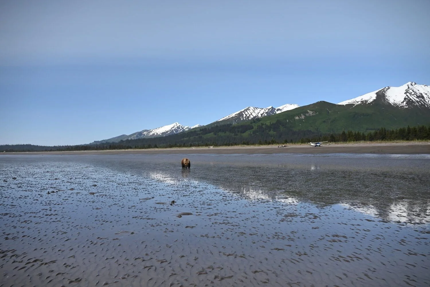 Gaylene Frances Chartier "Clams Anyone?"
Photography
11x17
$300
Artwork Description
Photography. Coast brown bear in Lake Clark, Alaska clamming while the tide was out on the Cook Inlet.