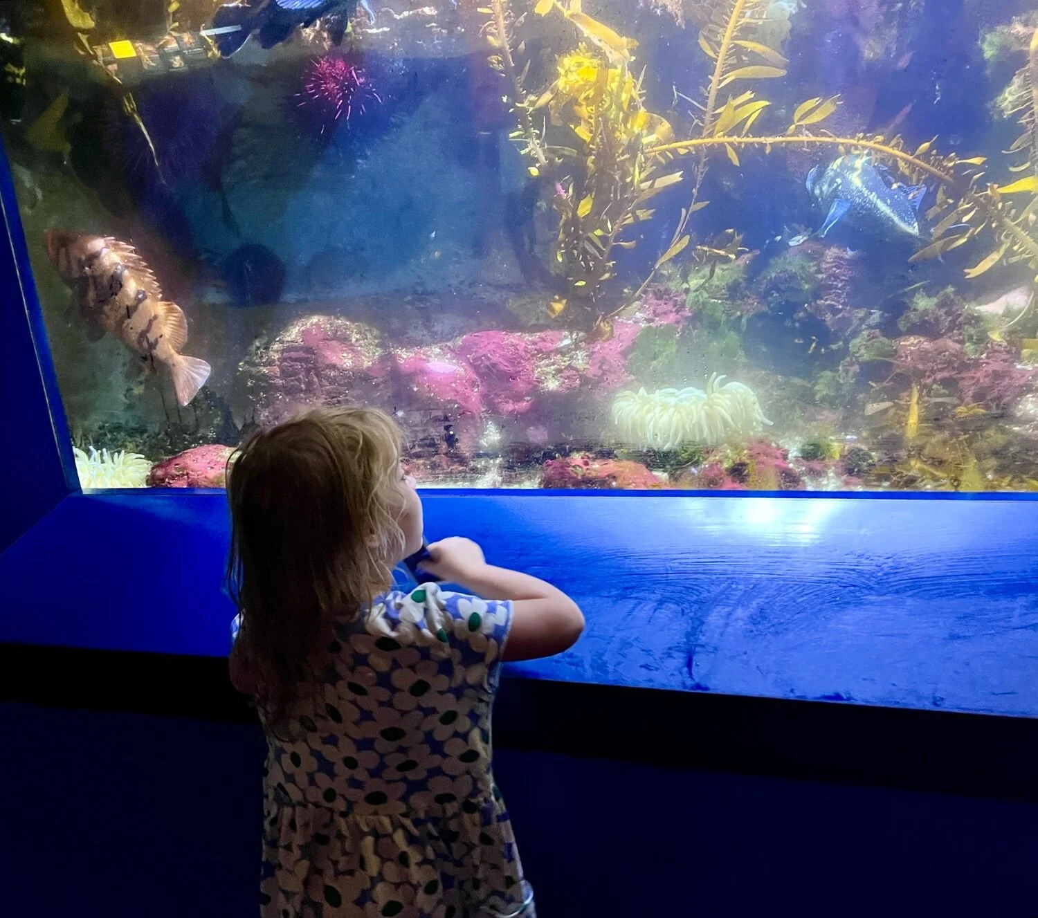 "Visiting Birch Aquarium" by Margie Murray
12x12 Photography
NFS

Grandchild first time at an aquarium.