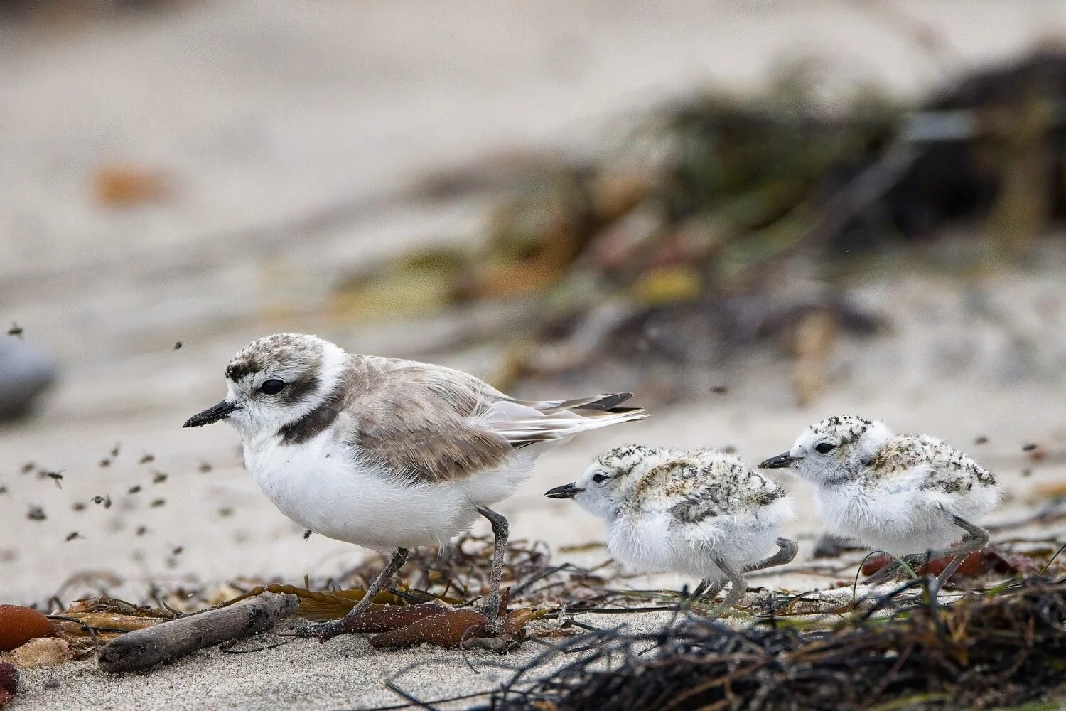 "Snowy Plover and Chicks" by Thomas Knapp
16 x 20 Photography
$300
EMAIL: tuknapp@gmail.com