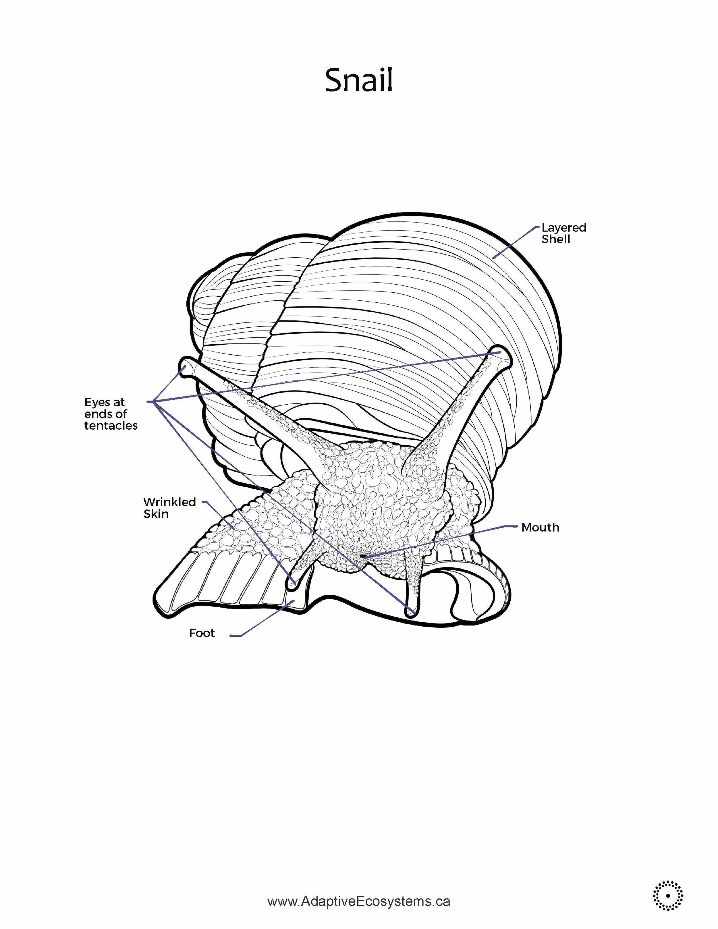 Worksheet-Snail-_Page_01.jpg