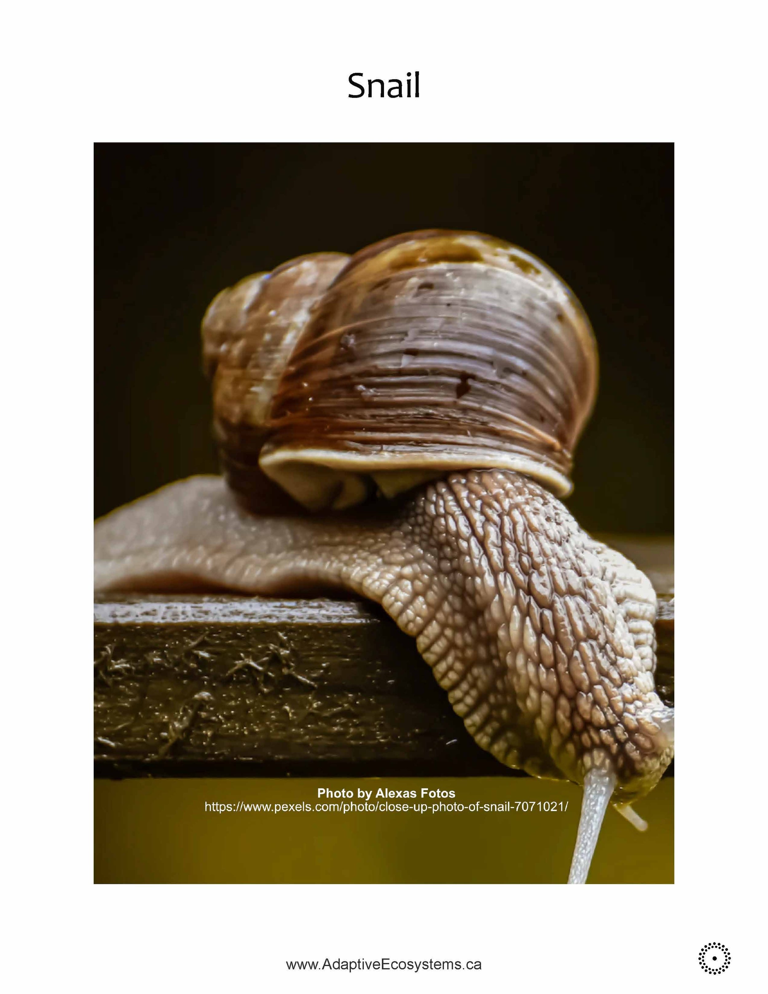 Worksheet-Snail-_Page_09.jpg