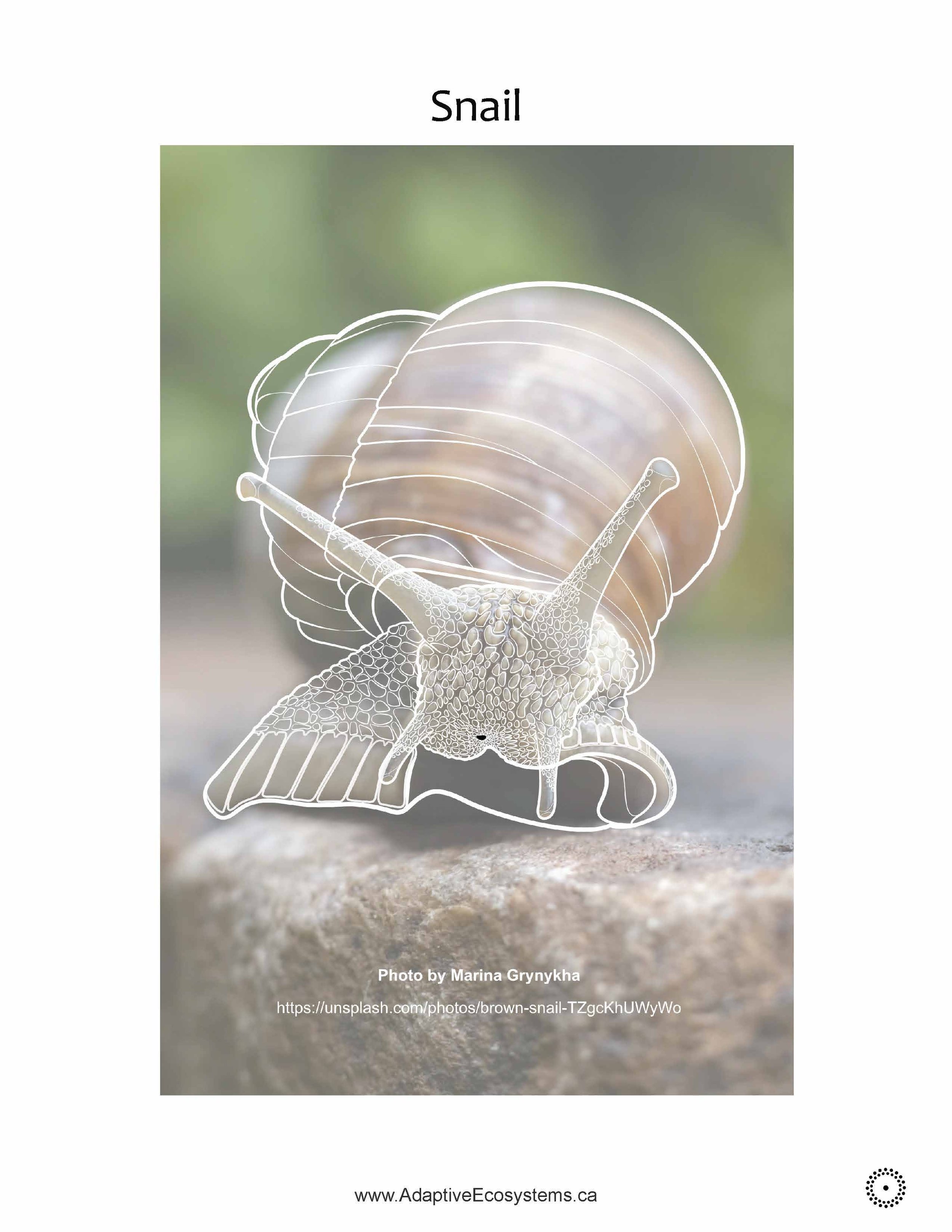 Worksheet-Snail-_Page_04.jpg