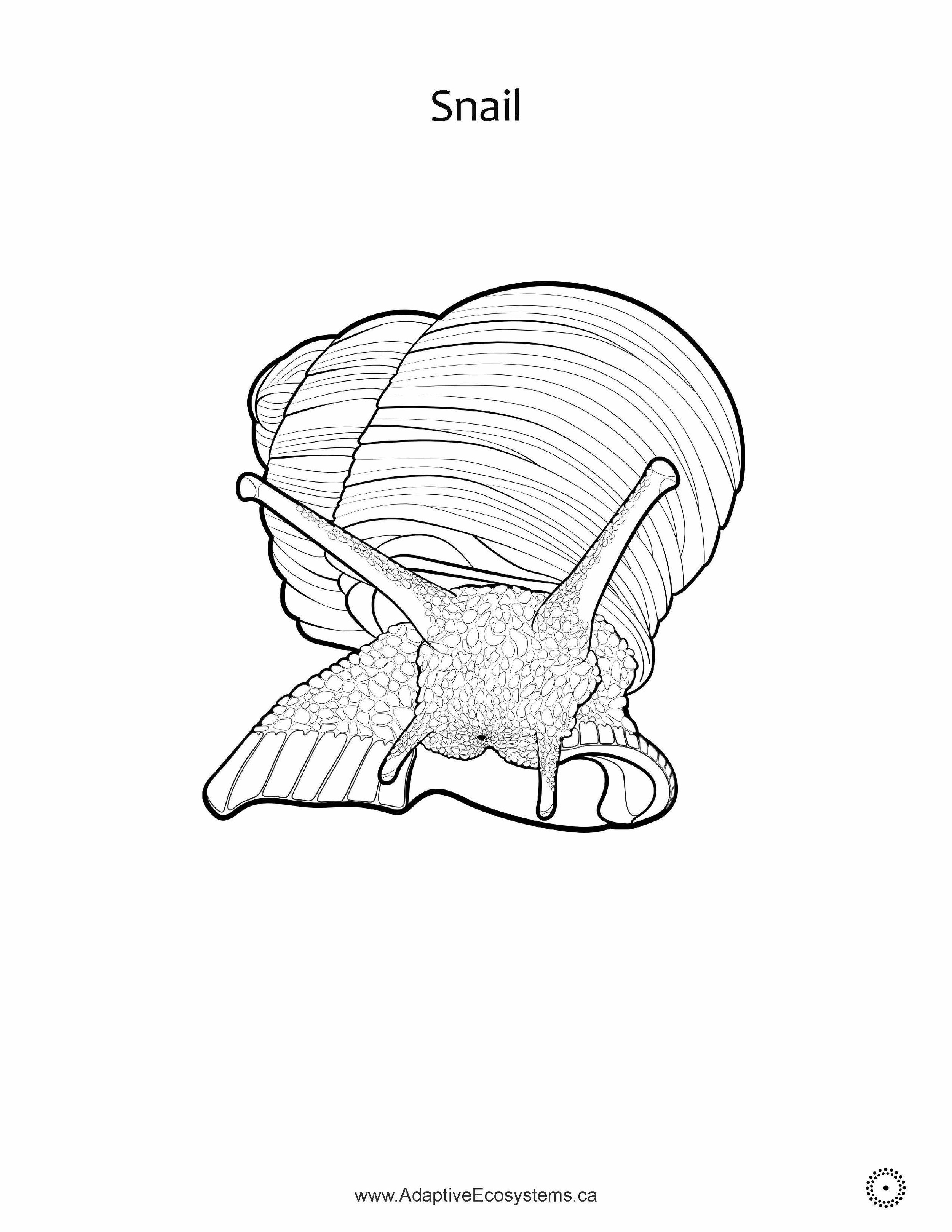 Worksheet-Snail-_Page_02.jpg