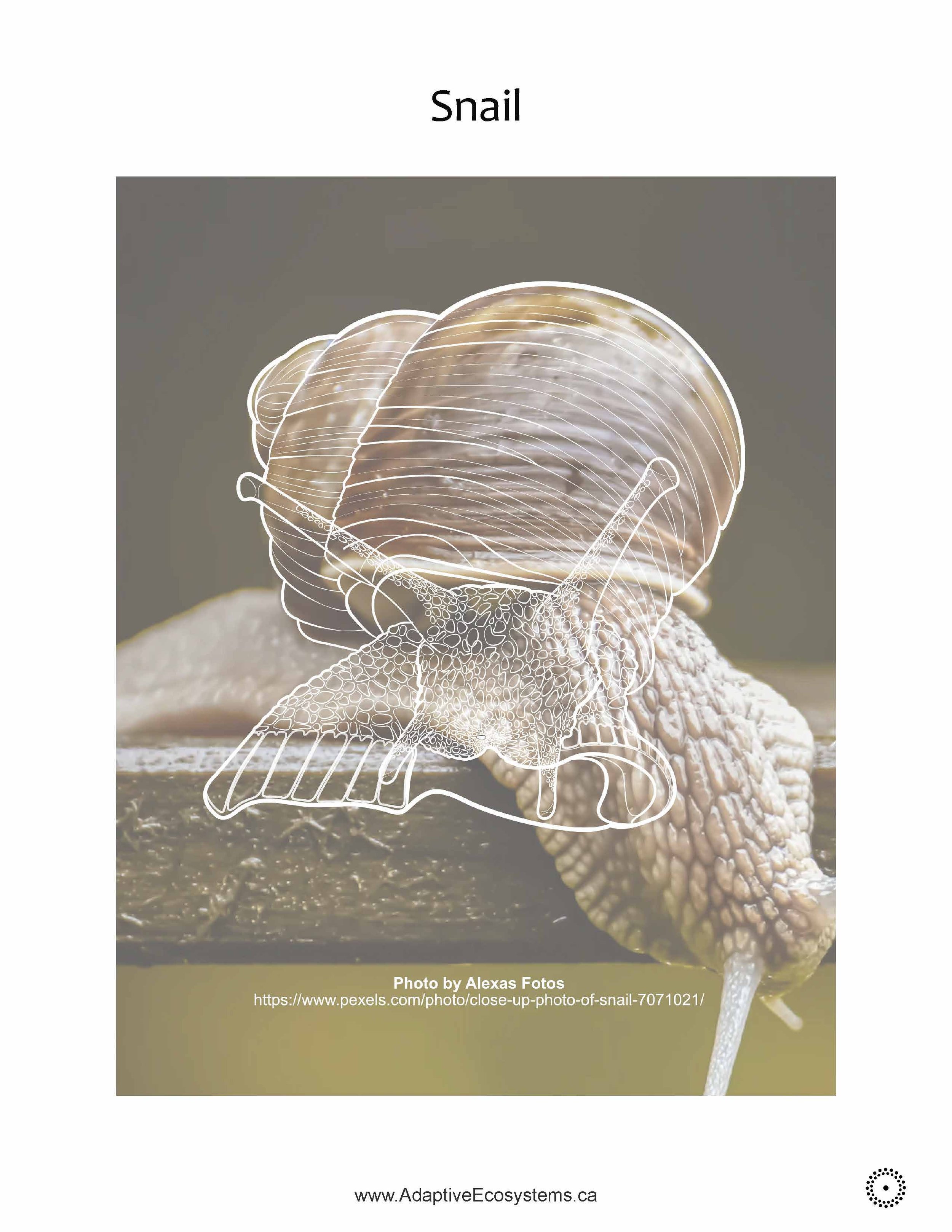 Worksheet-Snail-_Page_07.jpg